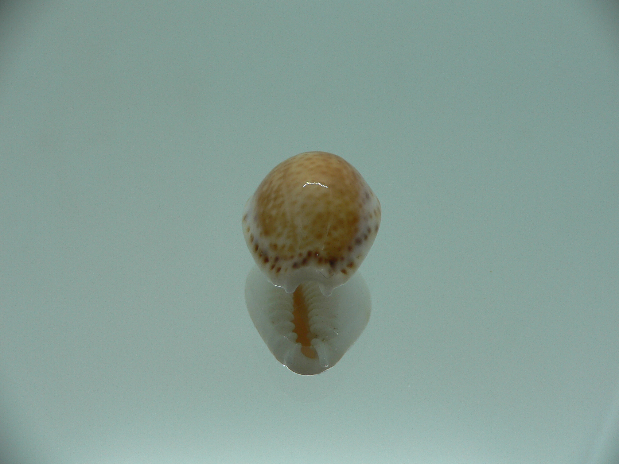 Cypraea acicularis