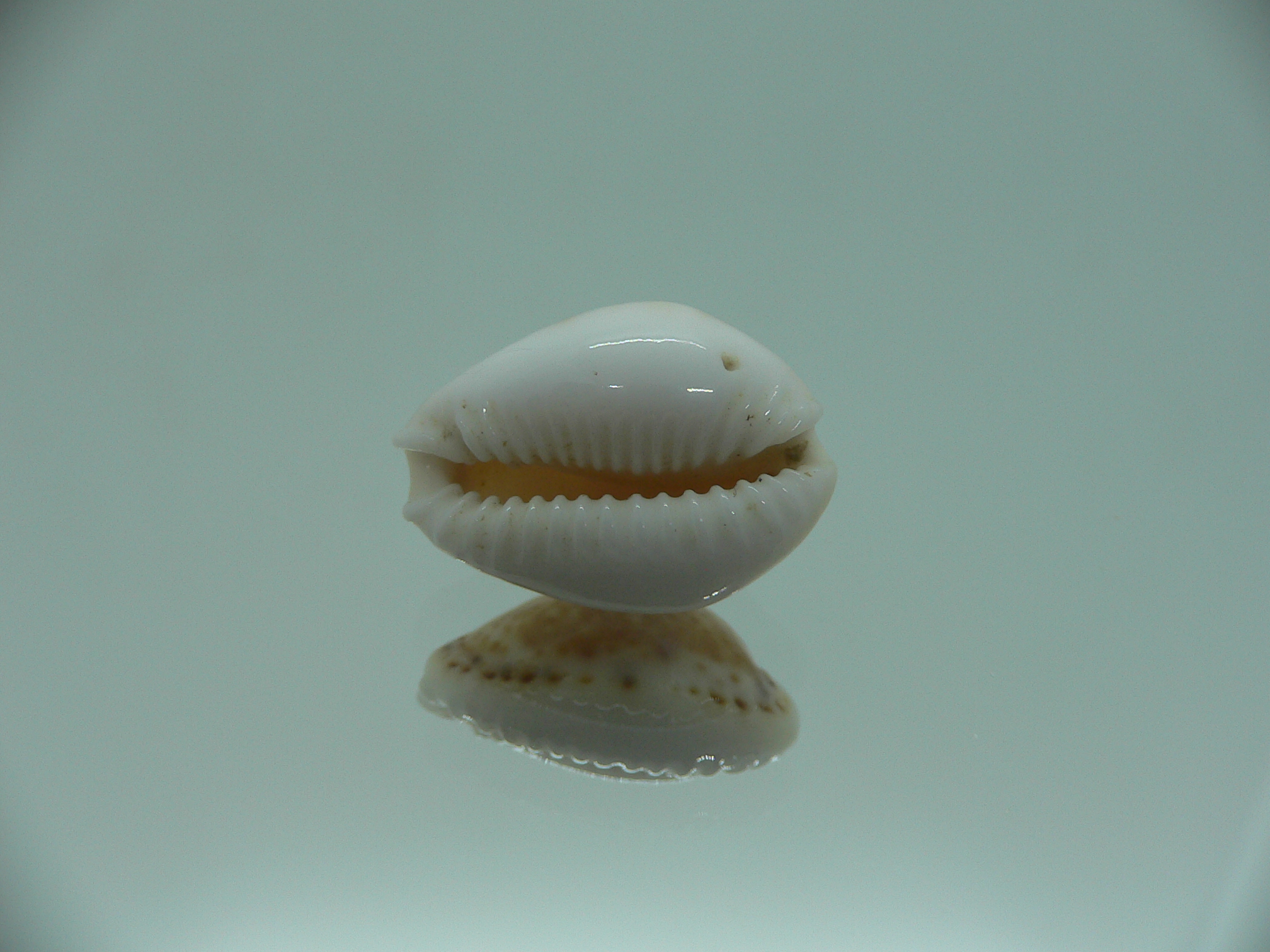 Cypraea acicularis