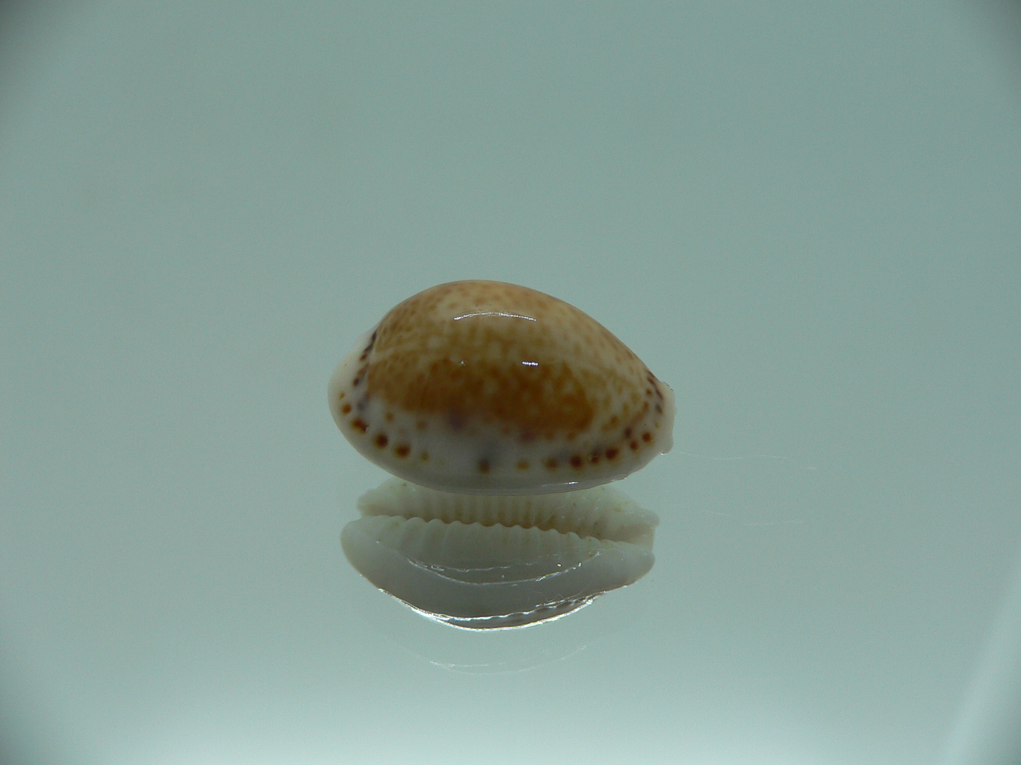 Cypraea acicularis