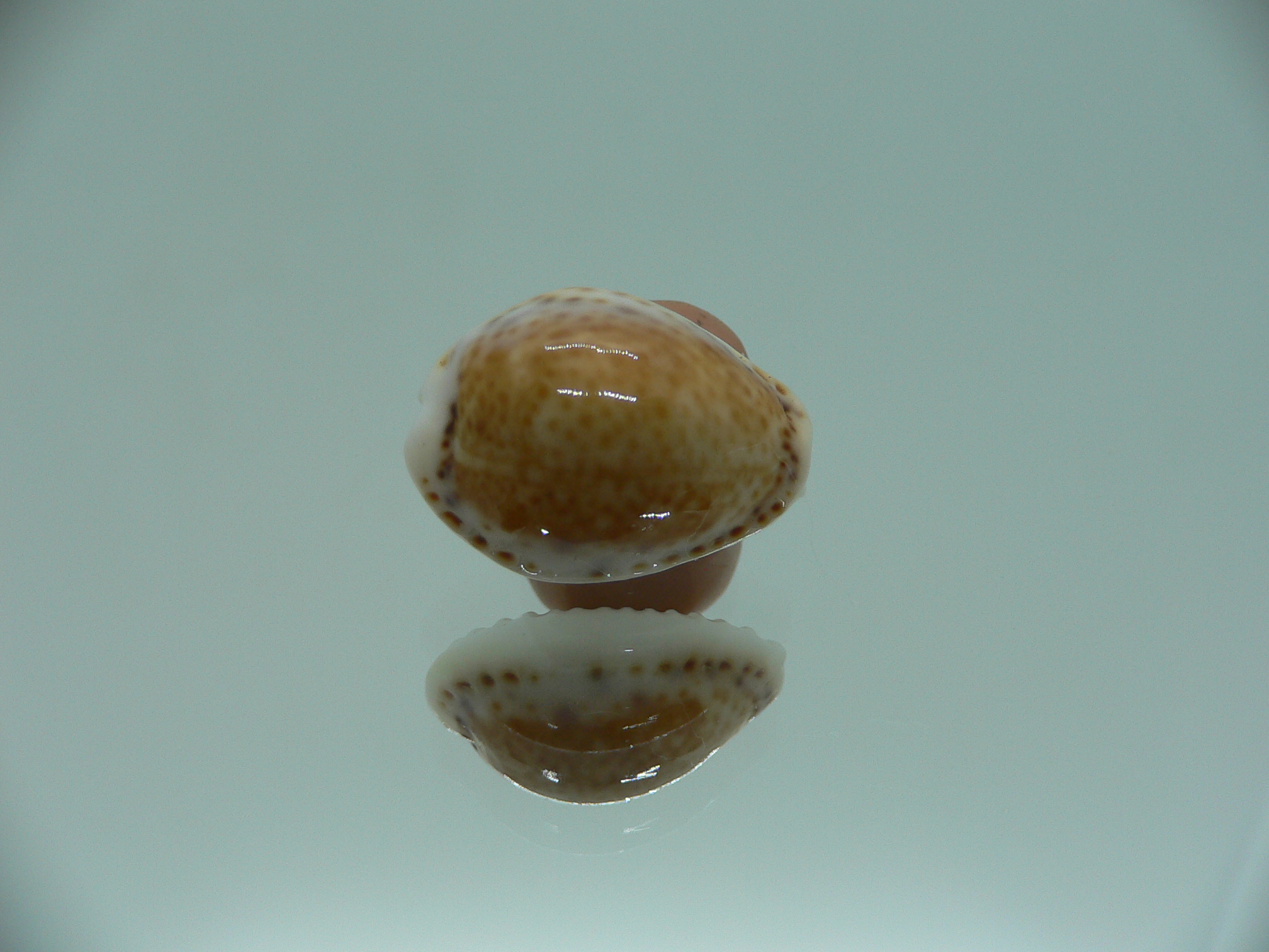 Cypraea acicularis