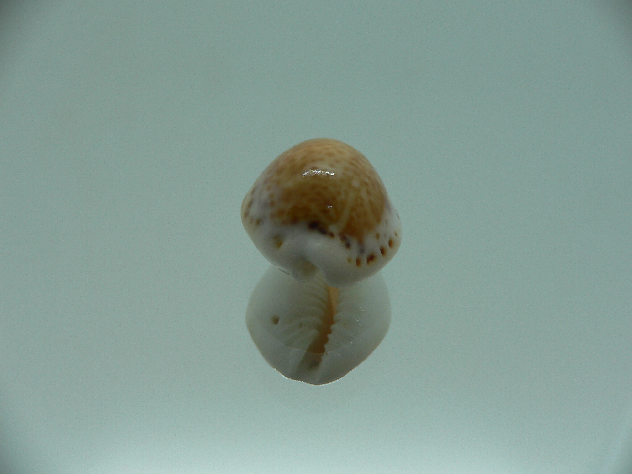 Cypraea acicularis