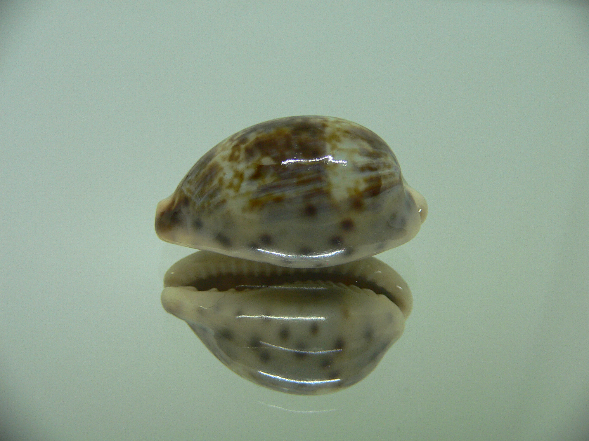 Cypraea zonaria STRIPED & HIGH