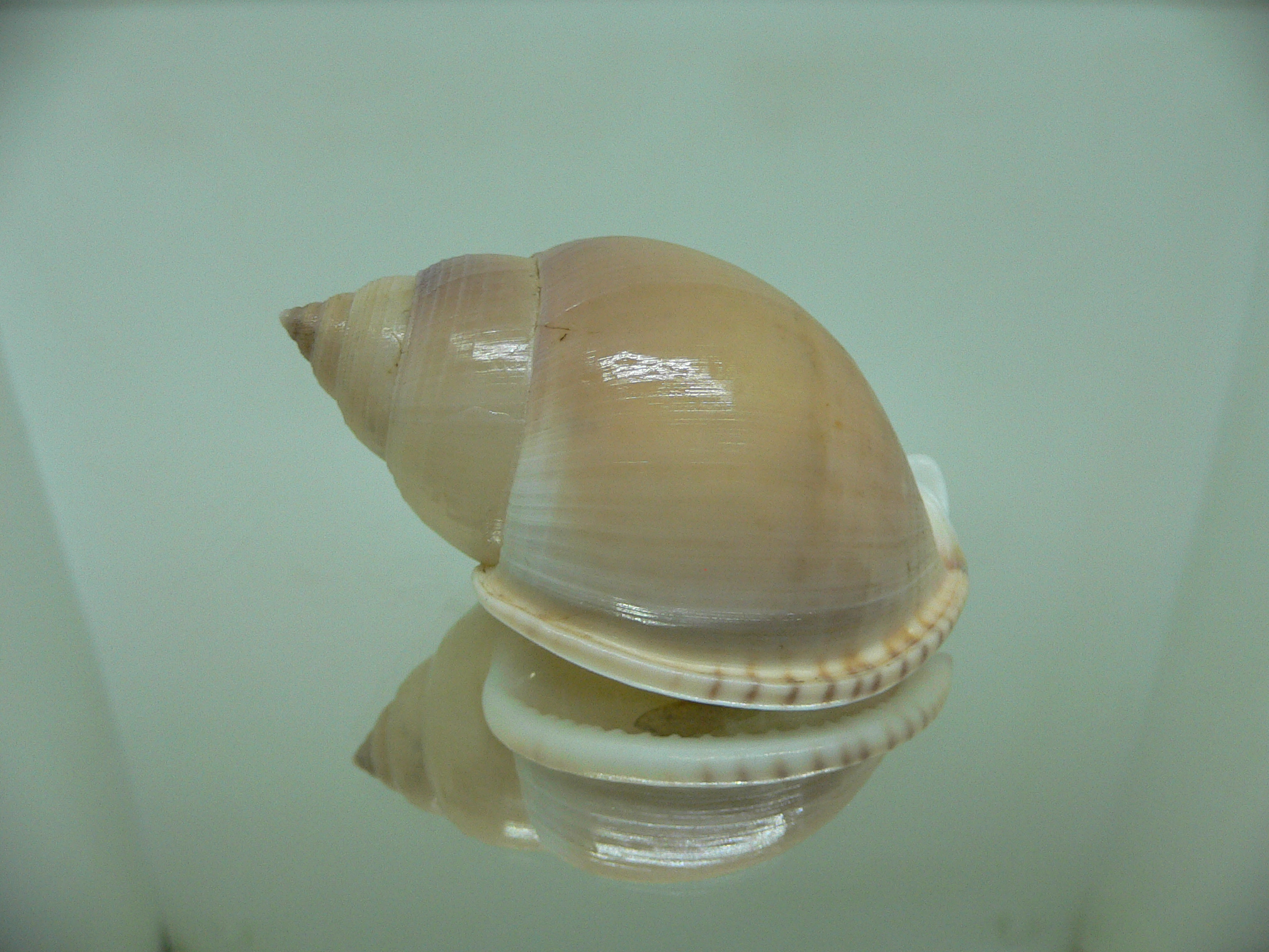 Semicassis bulla BIG & BEIGE