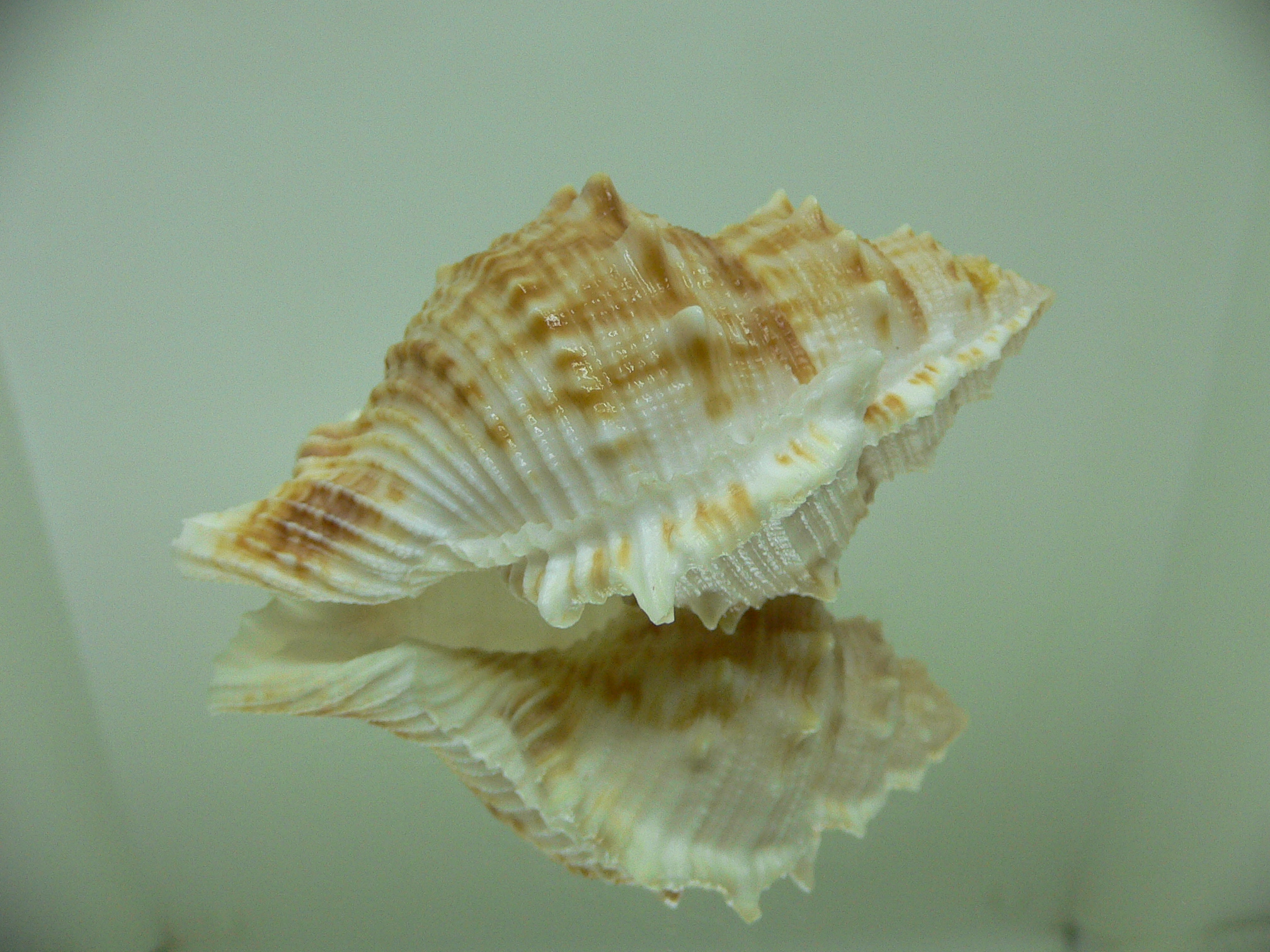 Bufonaria albivaricosa