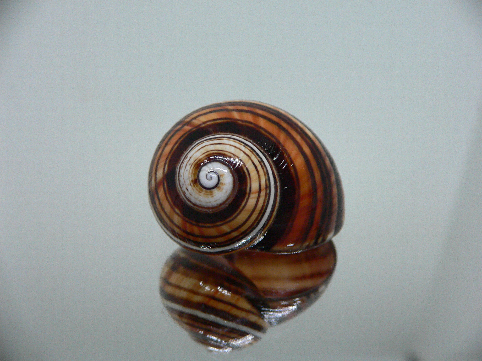 Polymita picta iolimbata RARE & ENDEMIC & STRIPES