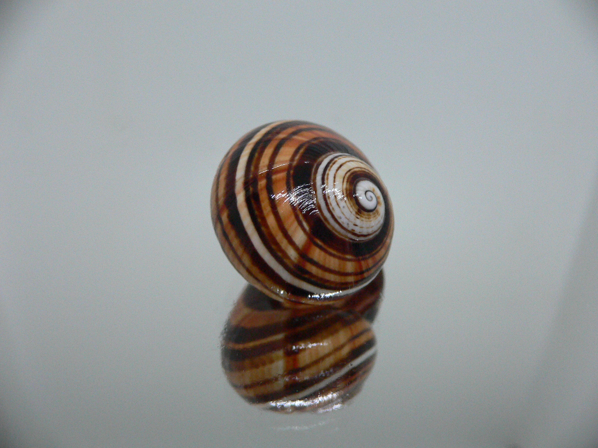 Polymita picta iolimbata RARE & ENDEMIC & STRIPES