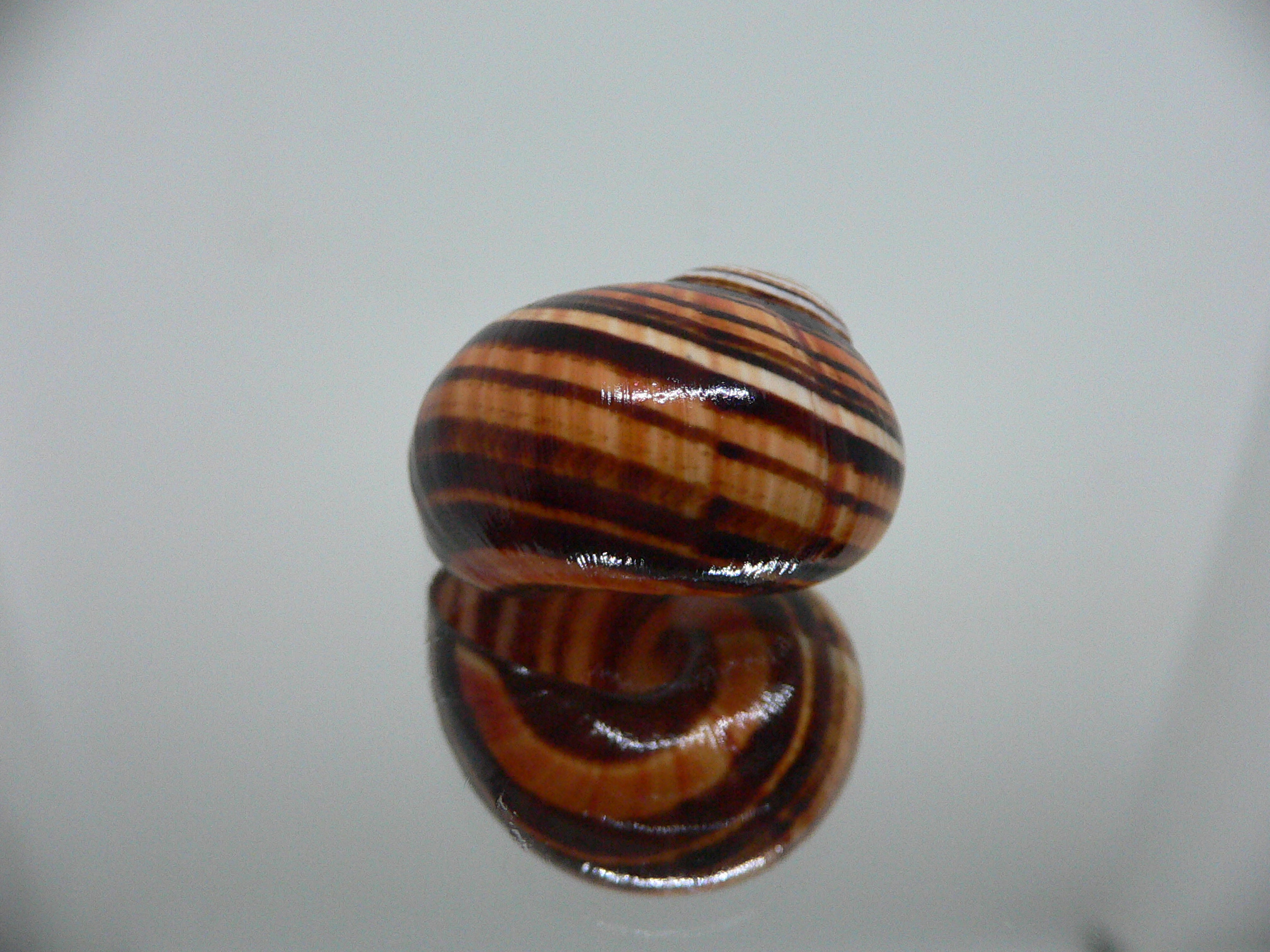 Polymita picta iolimbata RARE & ENDEMIC & STRIPES