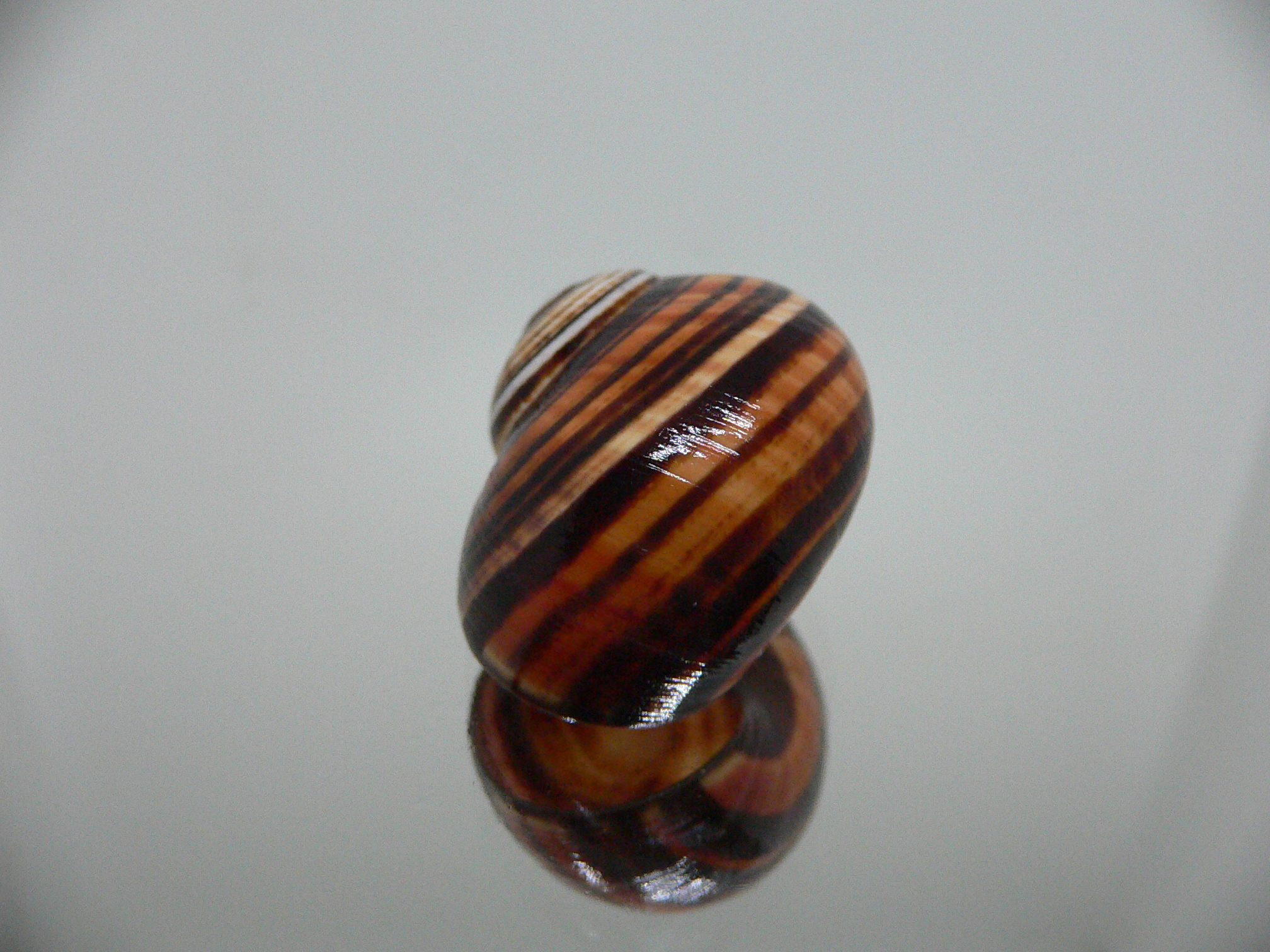 Polymita picta iolimbata RARE & ENDEMIC & STRIPES