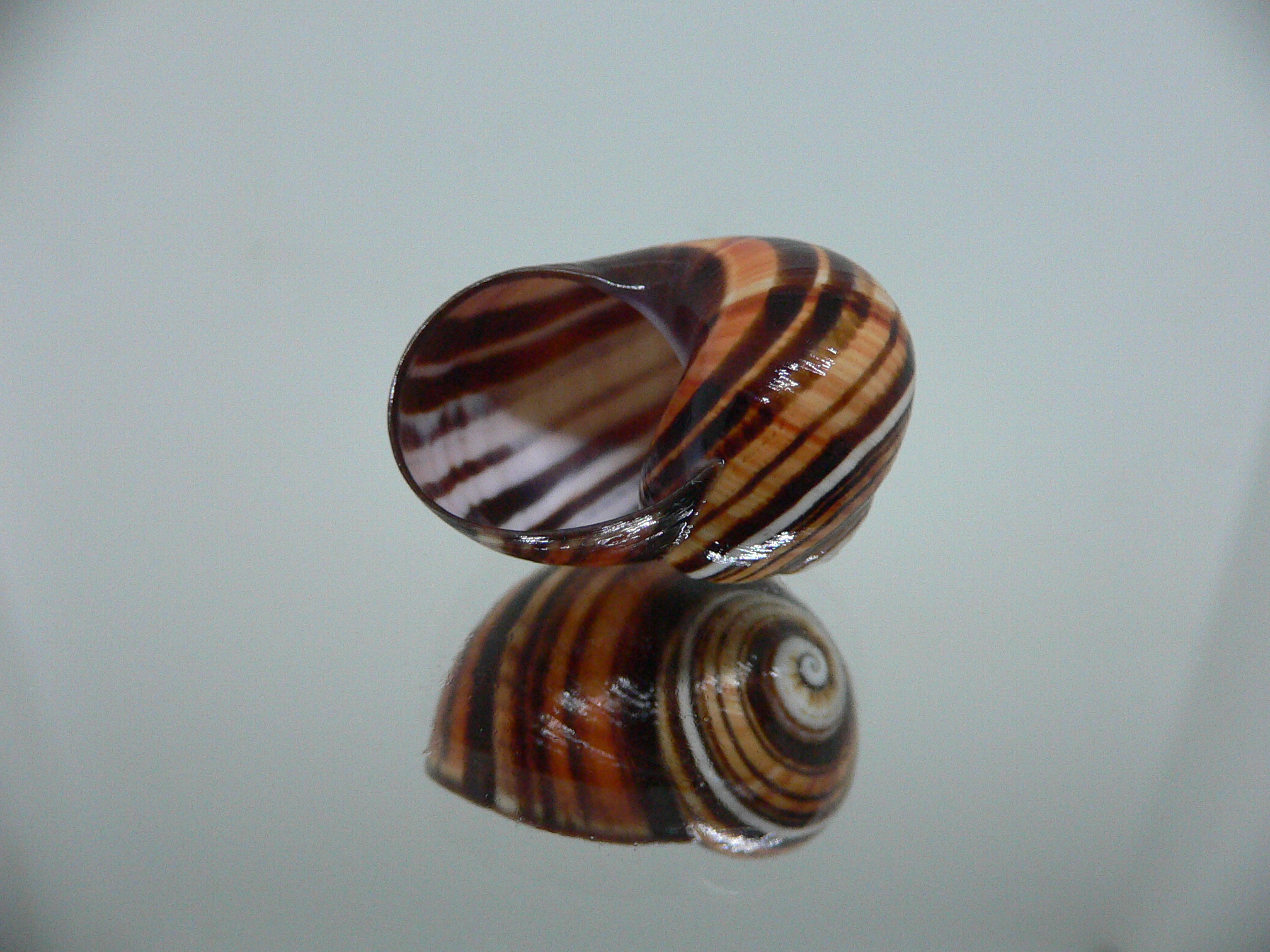 Polymita picta iolimbata RARE & ENDEMIC & STRIPES