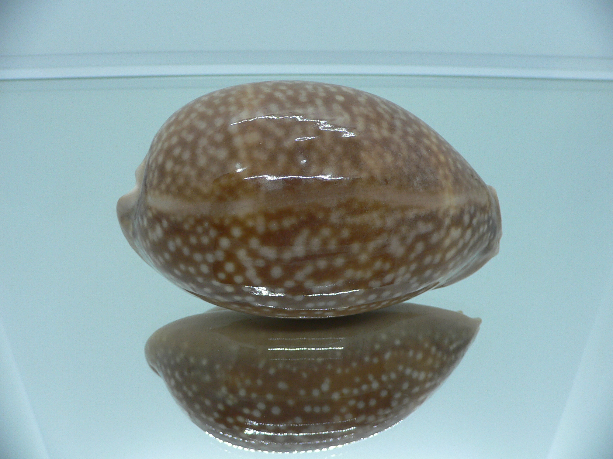 Cypraea cervus cervus RARE NIGER