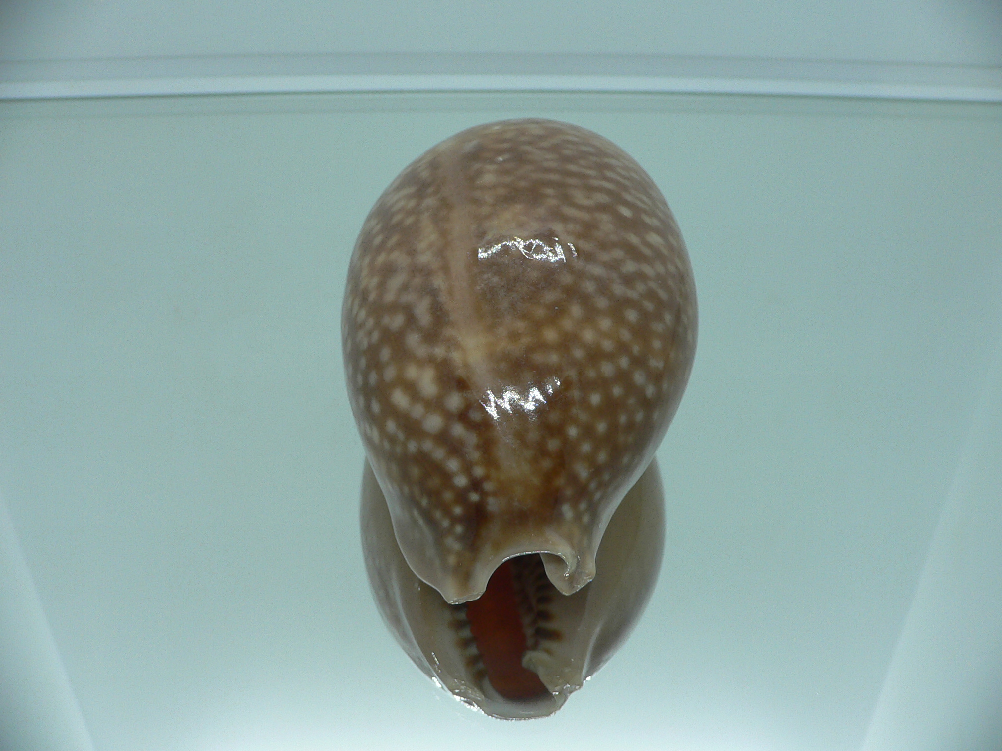Cypraea cervus cervus RARE NIGER