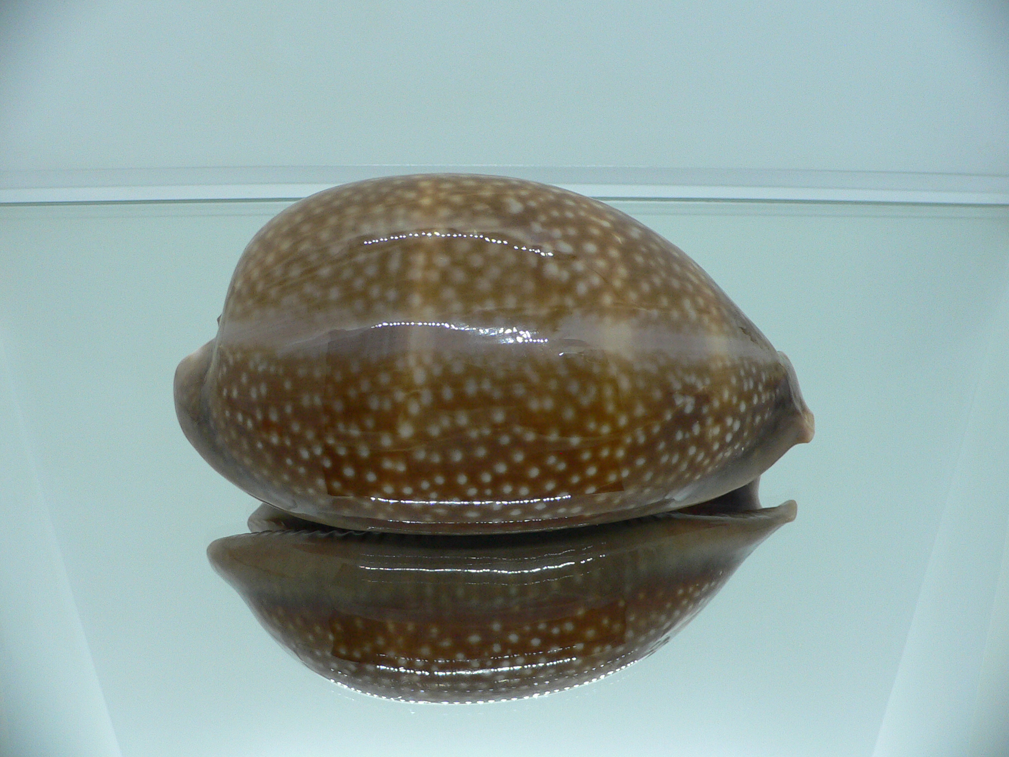 Cypraea cervus cervus RARE NIGER