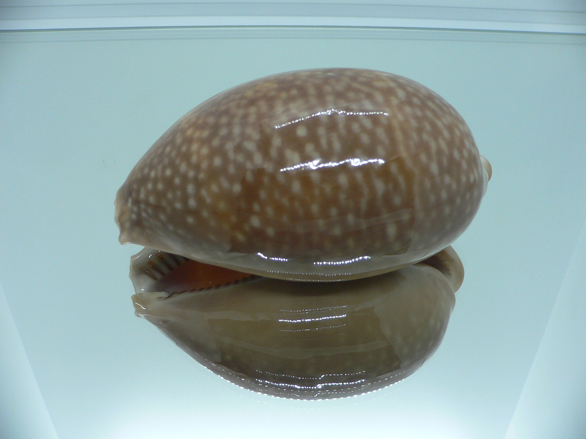 Cypraea cervus cervus RARE NIGER
