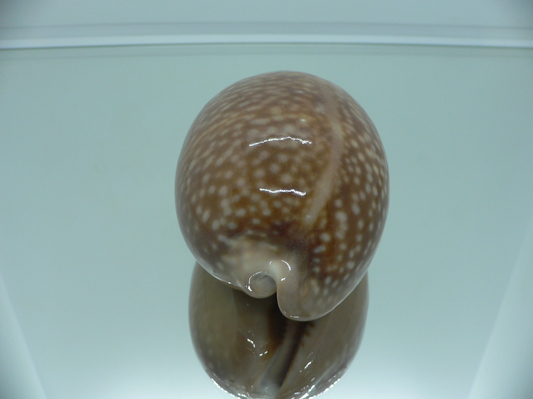Cypraea cervus cervus RARE NIGER