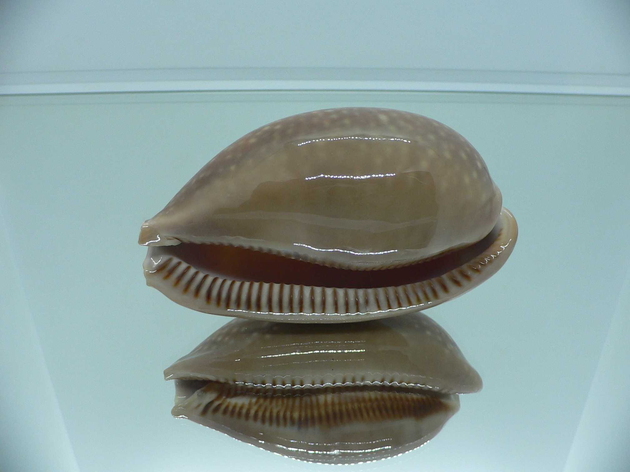Cypraea cervus cervus RARE NIGER