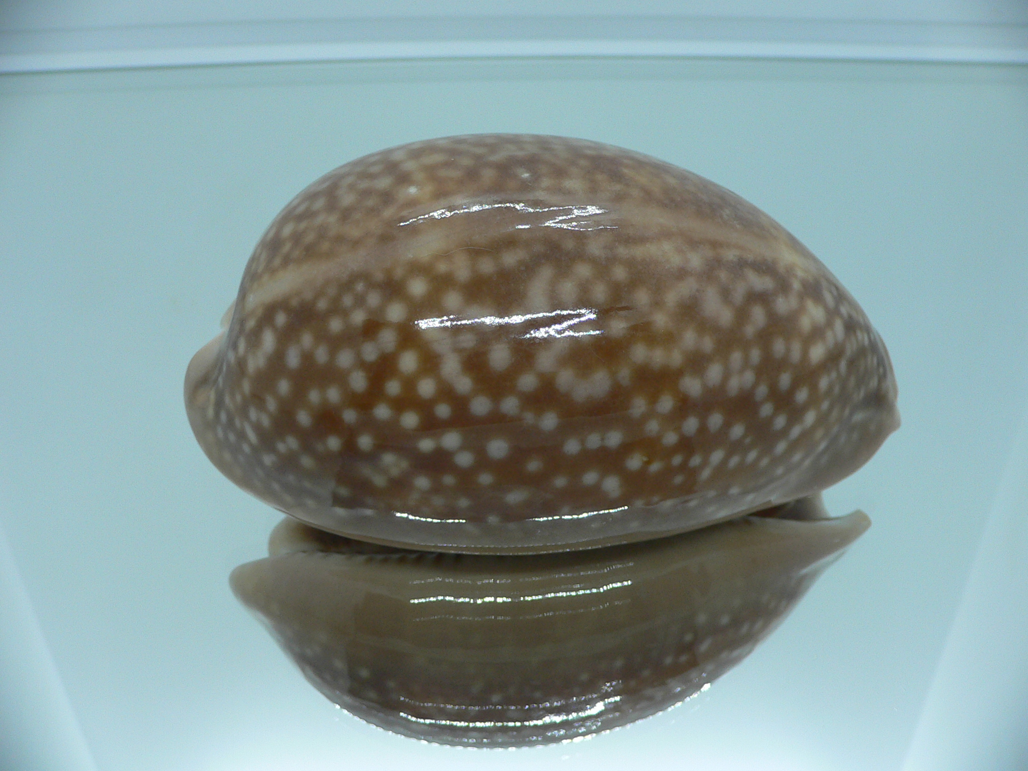 Cypraea cervus cervus RARE NIGER
