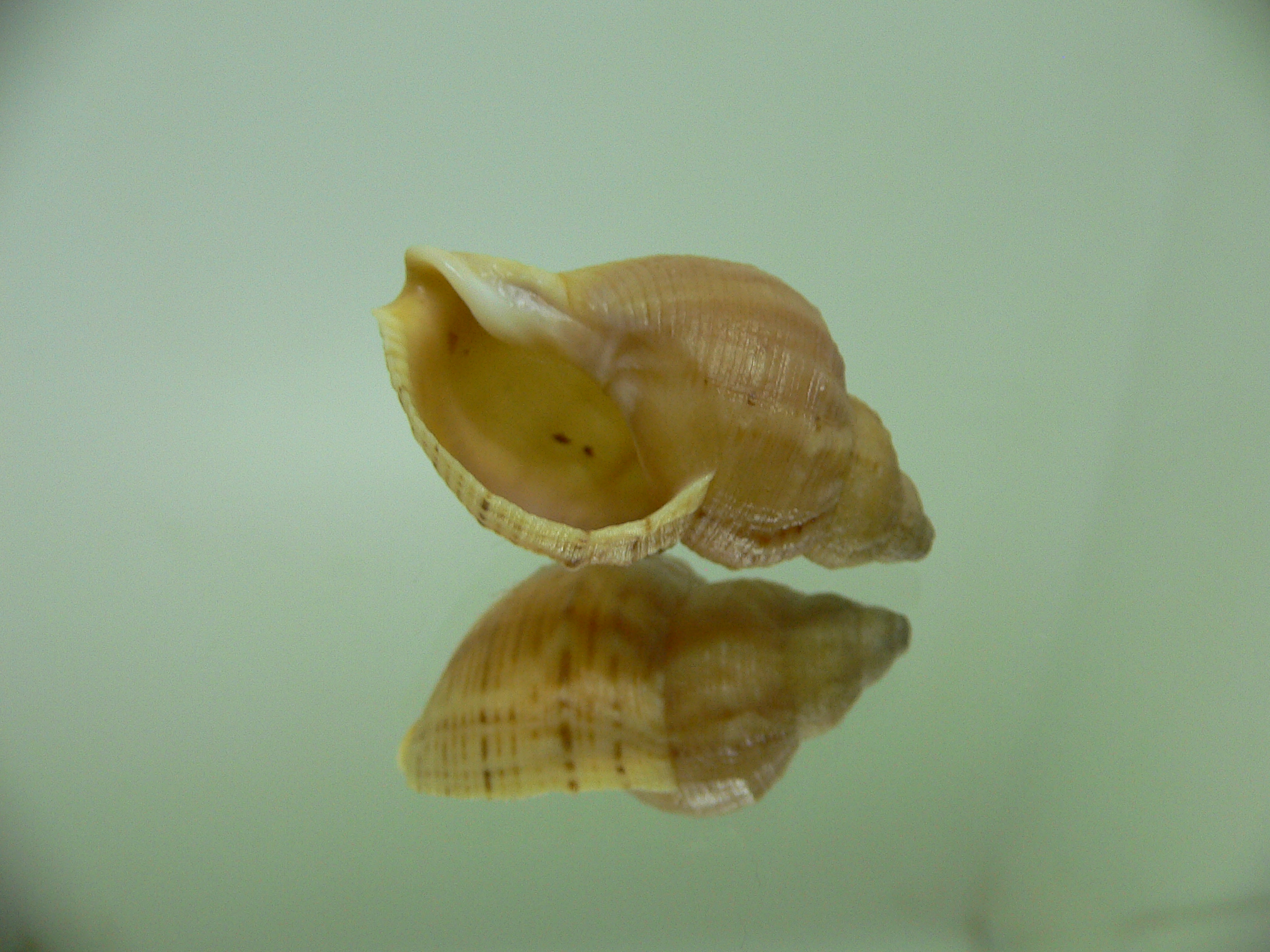 Buccinum mirandium