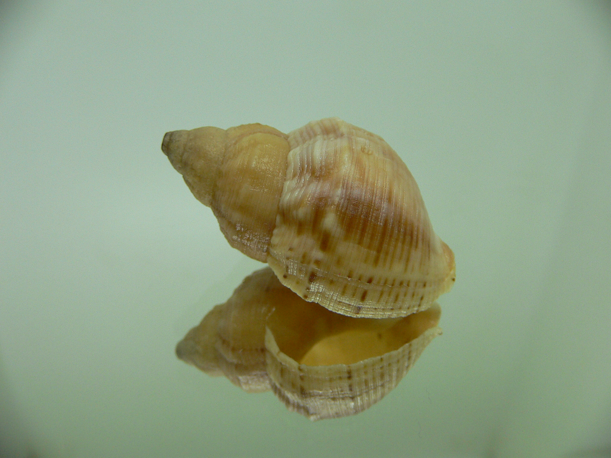 Buccinum mirandium