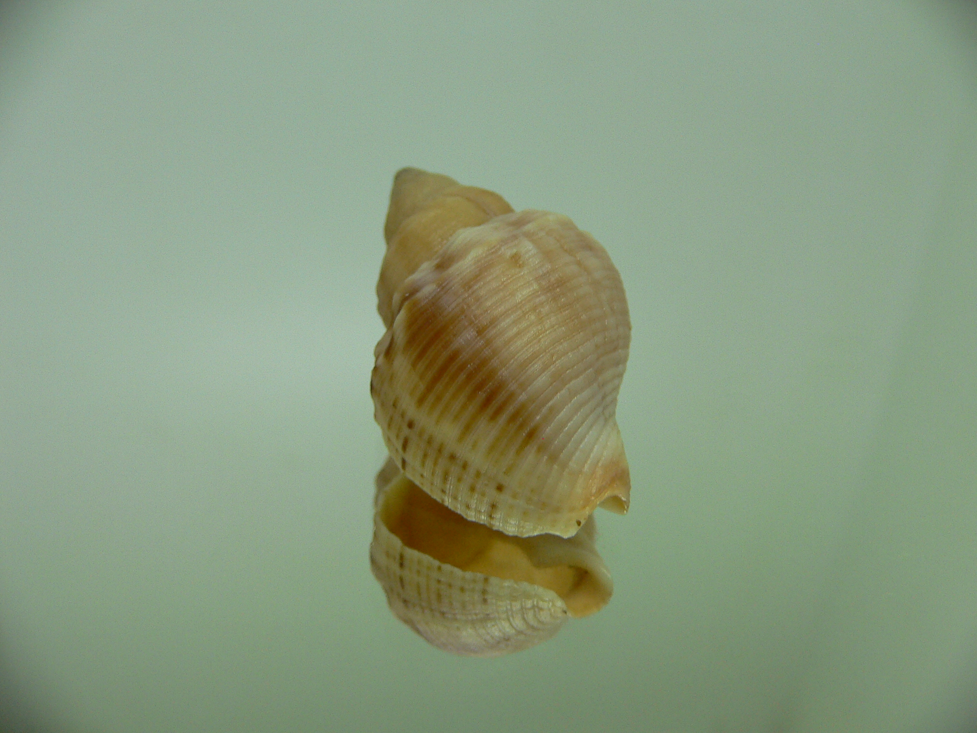 Buccinum mirandium