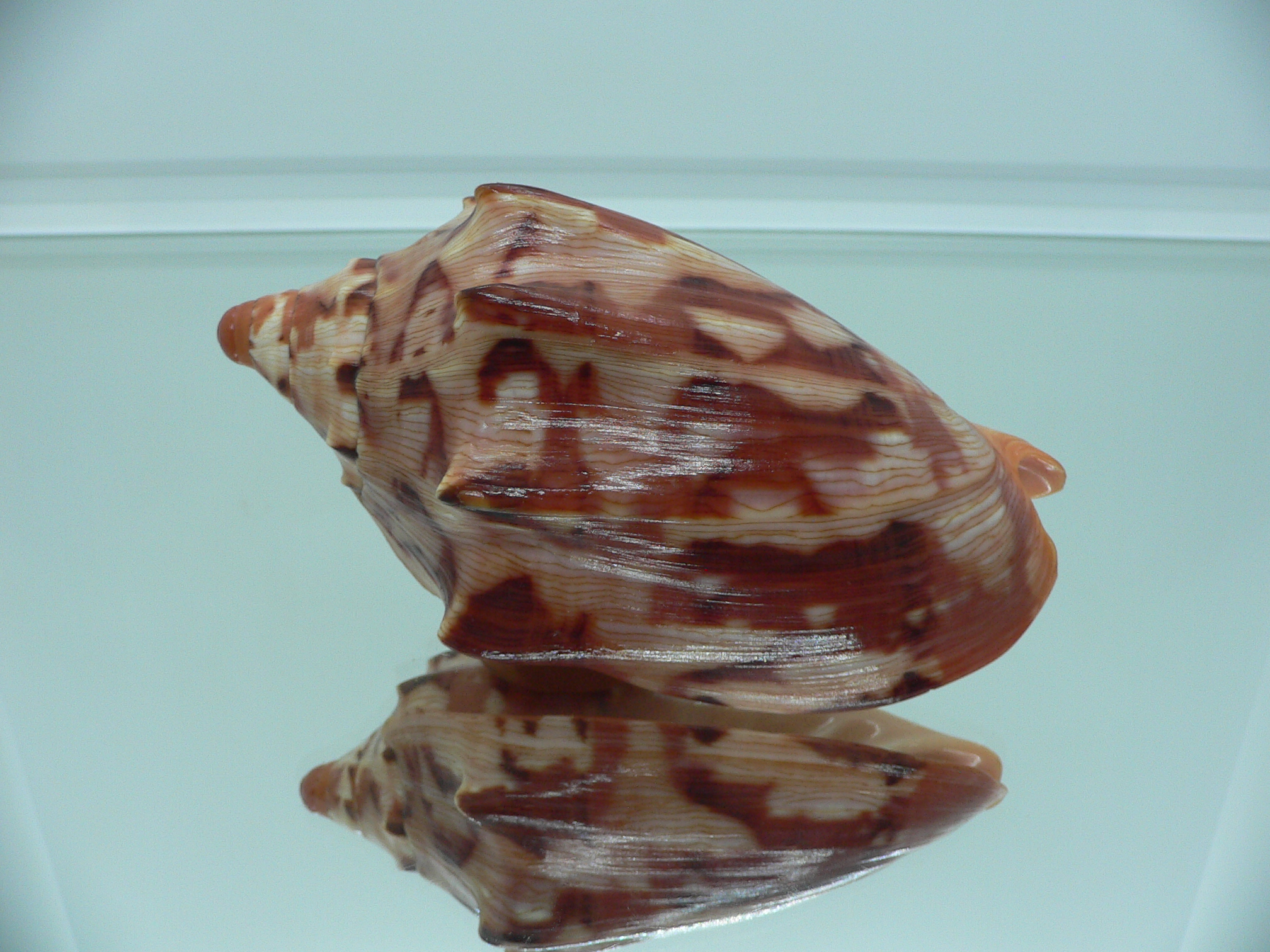 Cymbiola aulica aulica IDEAL