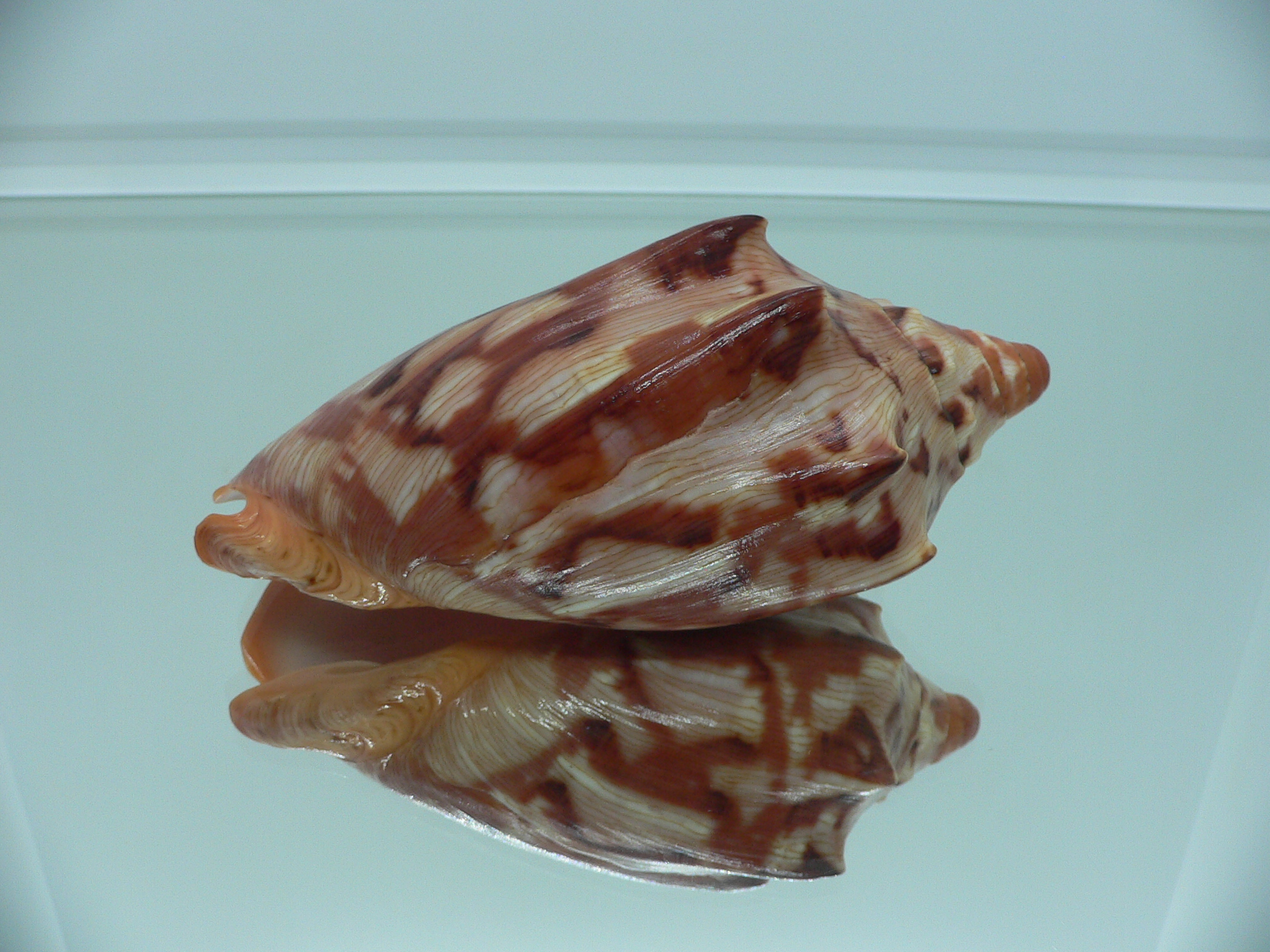 Cymbiola aulica aulica IDEAL
