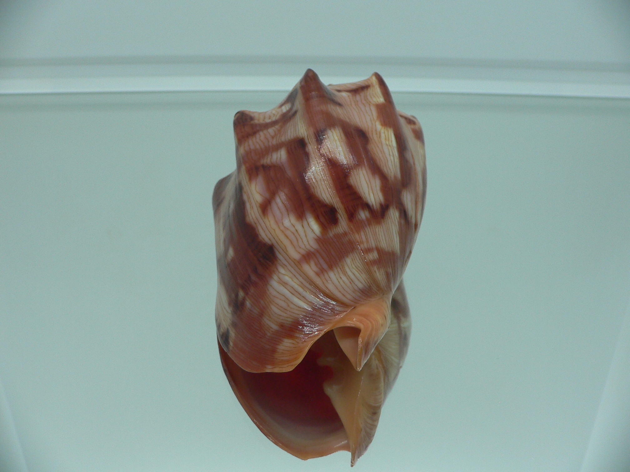 Cymbiola aulica aulica IDEAL