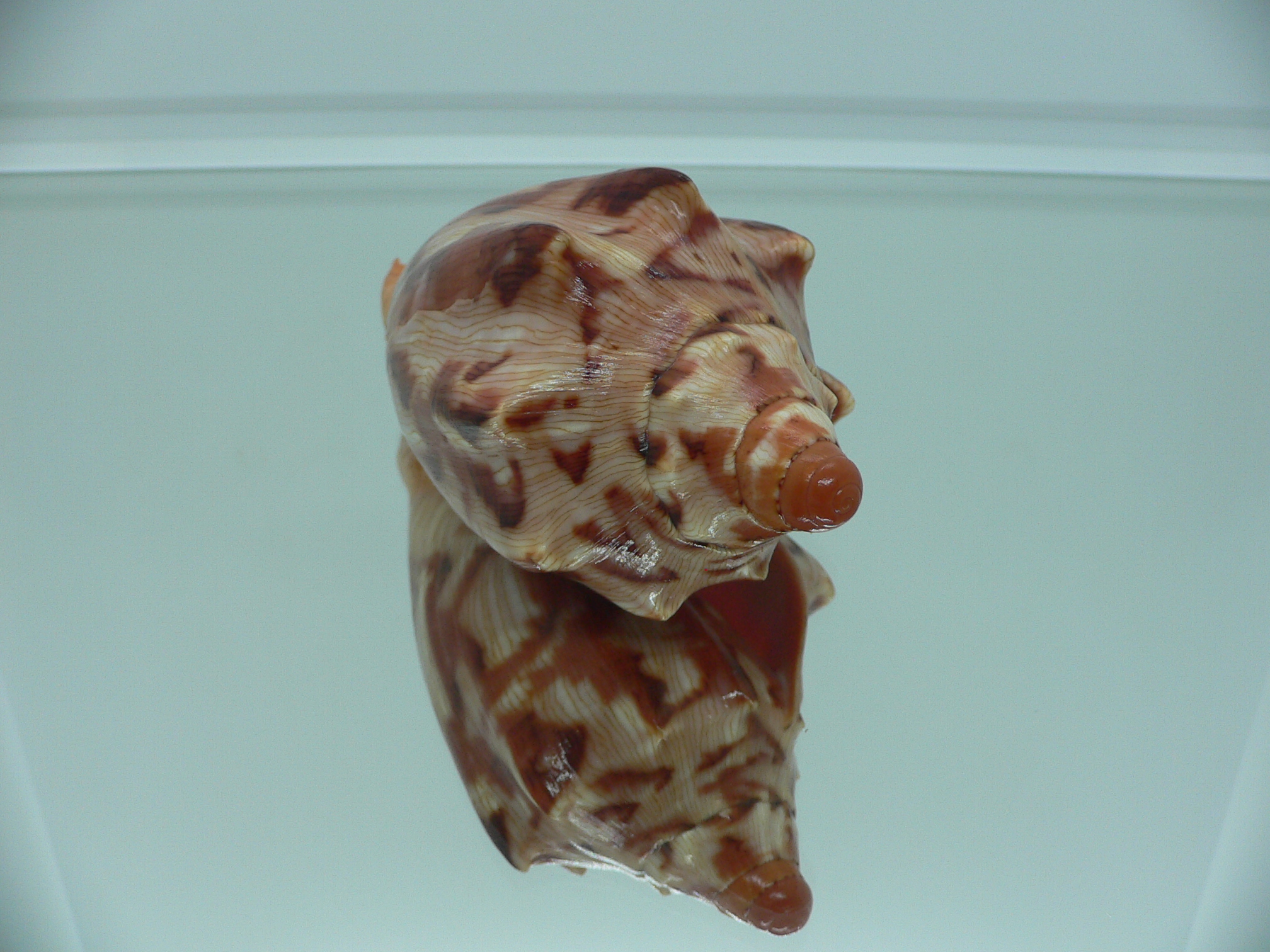 Cymbiola aulica aulica IDEAL