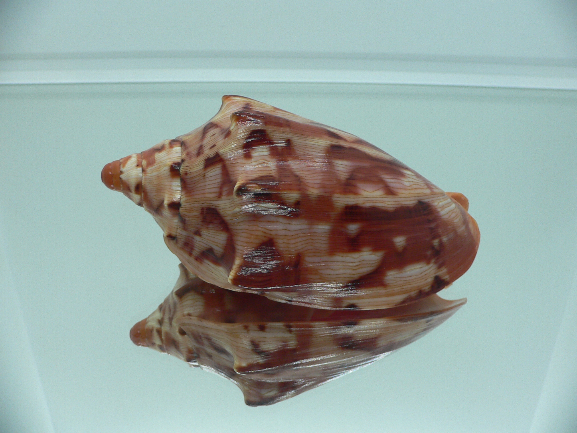 Cymbiola aulica aulica IDEAL
