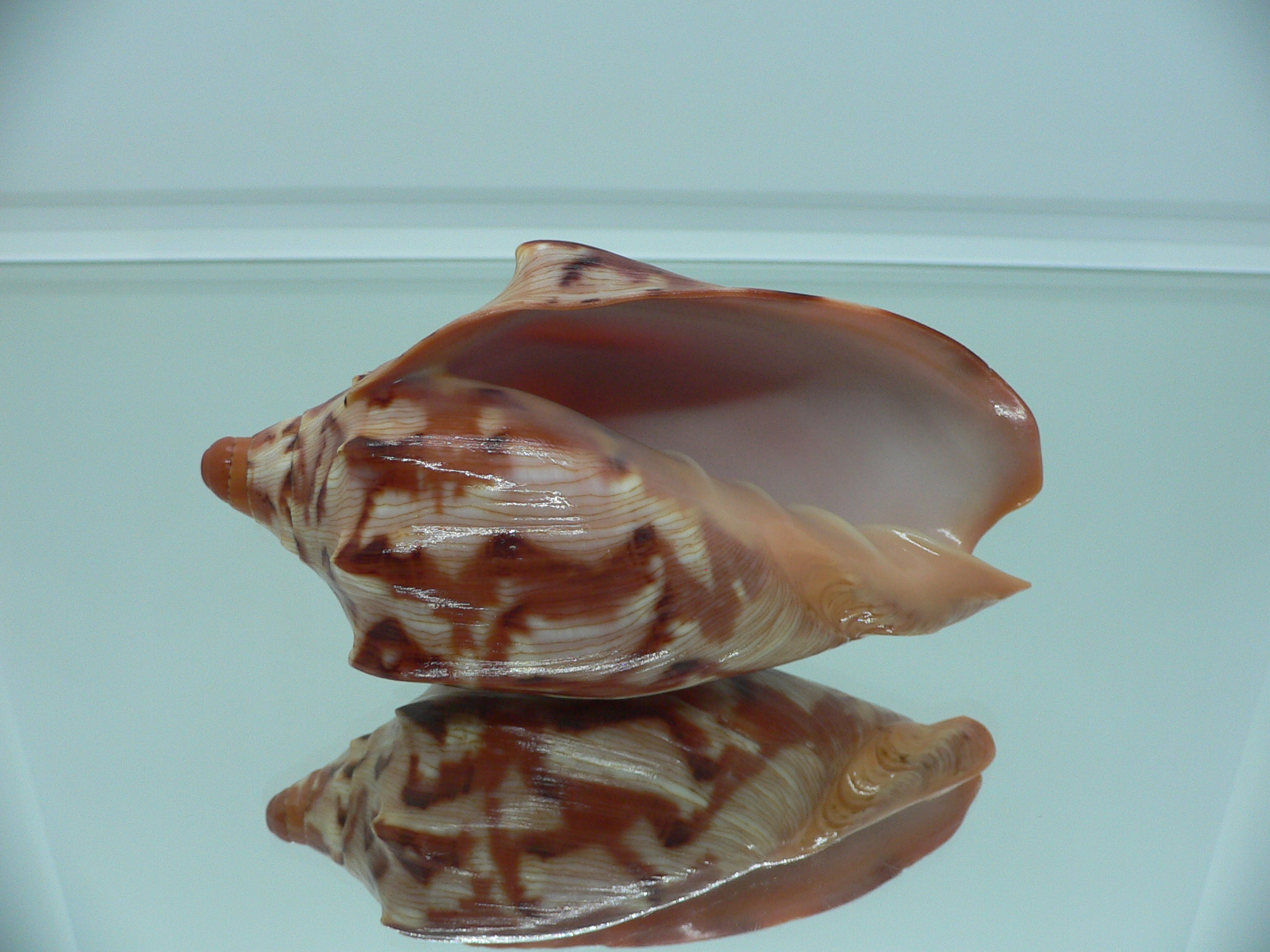 Cymbiola aulica aulica IDEAL