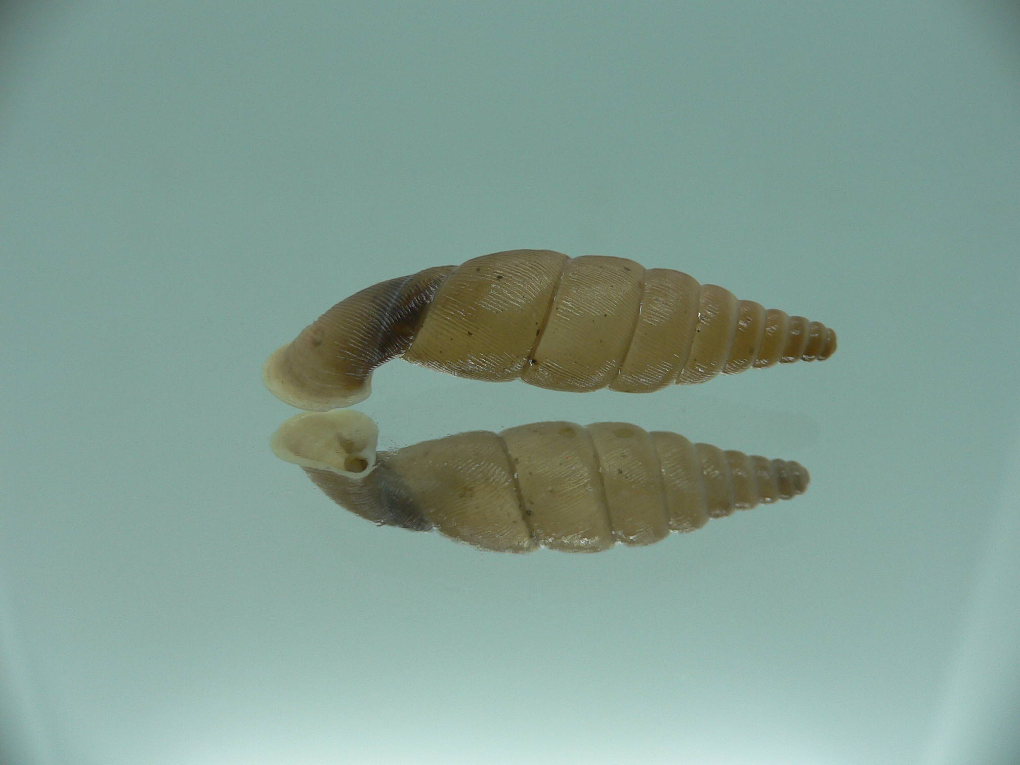 Grandinenia unicolor 4