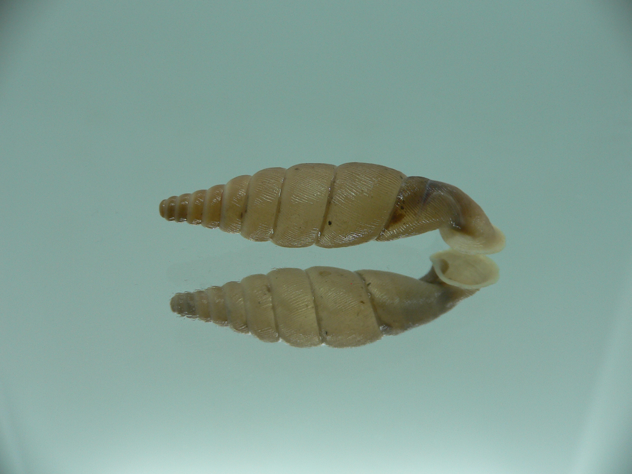 Grandinenia unicolor 4