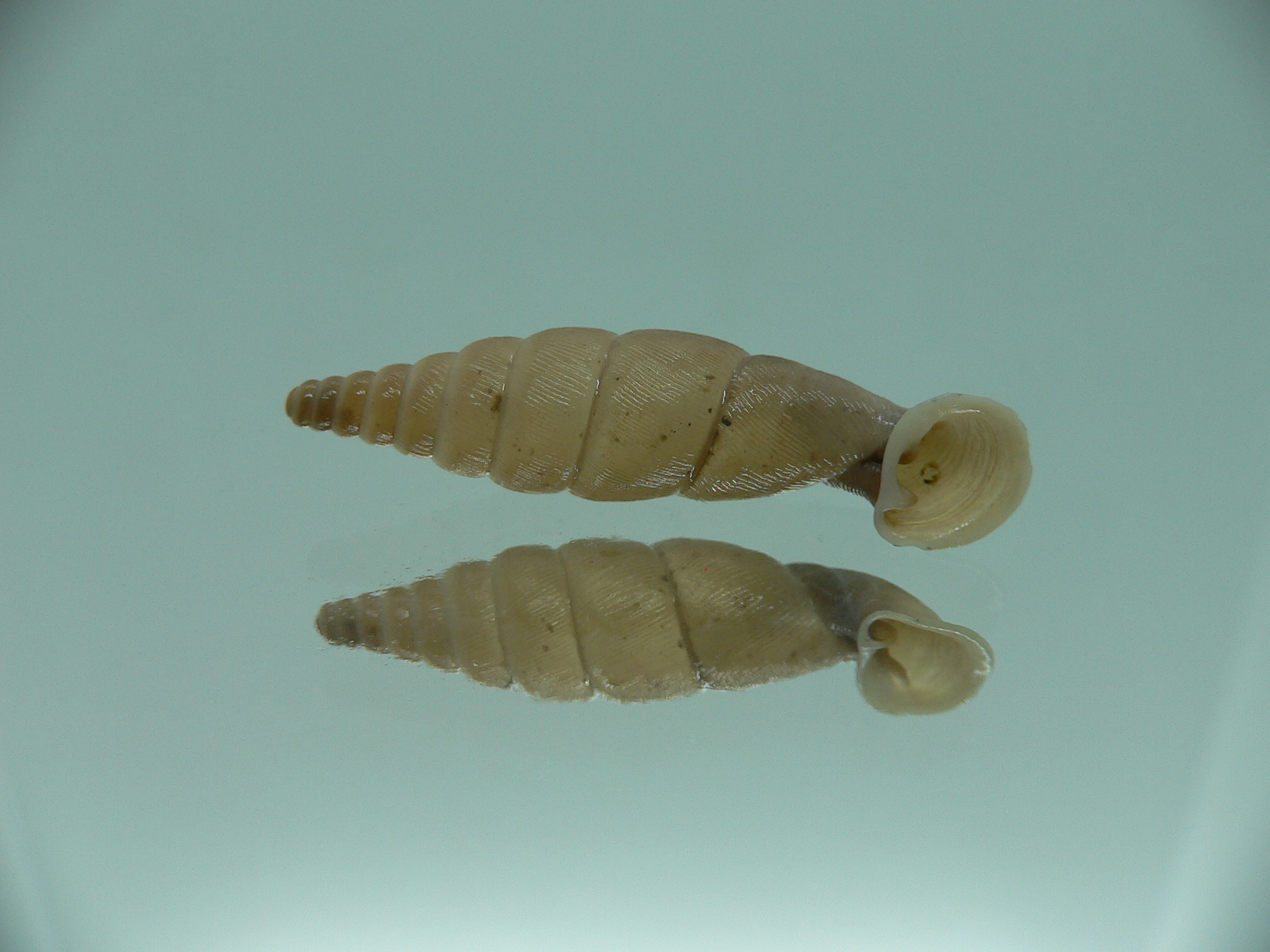 Grandinenia unicolor 4