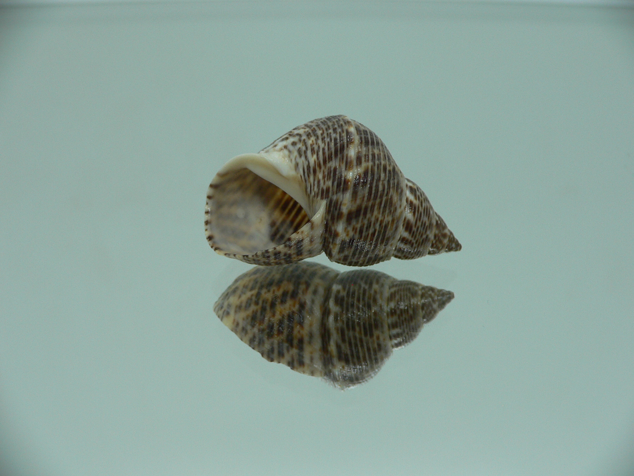 Littorinopsis lutea BIG & POCKMARKED