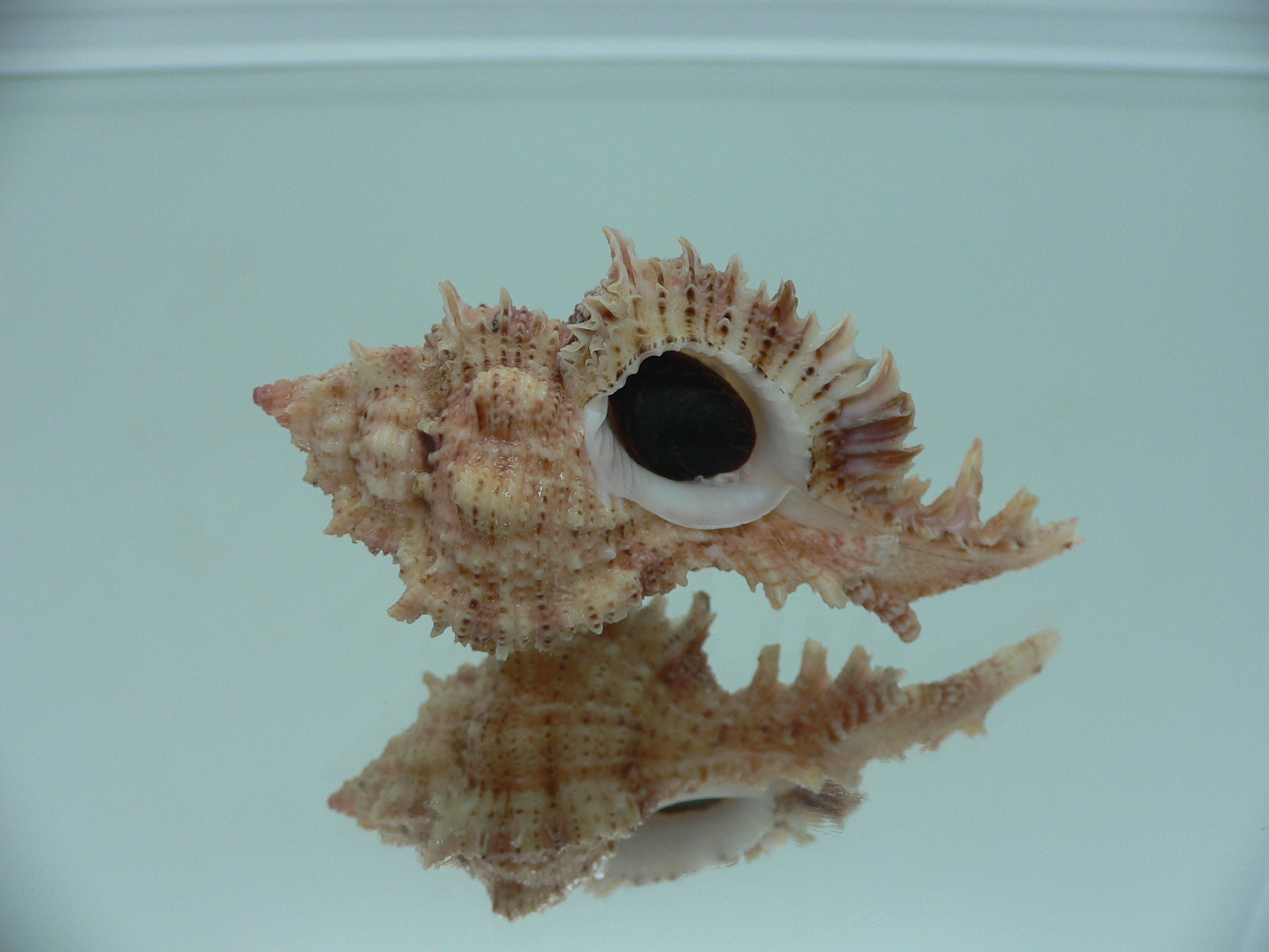 Chicomurex pseudosuperbus BIG & COLOR