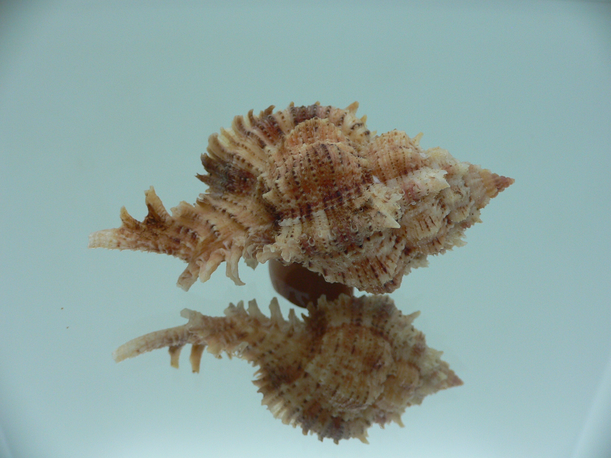 Chicomurex pseudosuperbus BIG & BICOLOR
