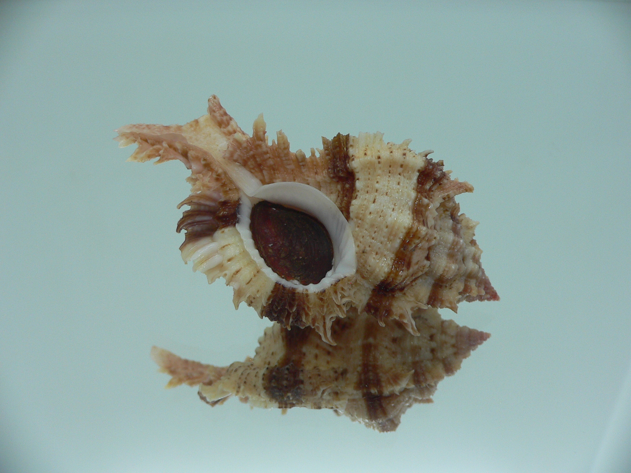 Chicomurex pseudosuperbus BIG & BICOLOR