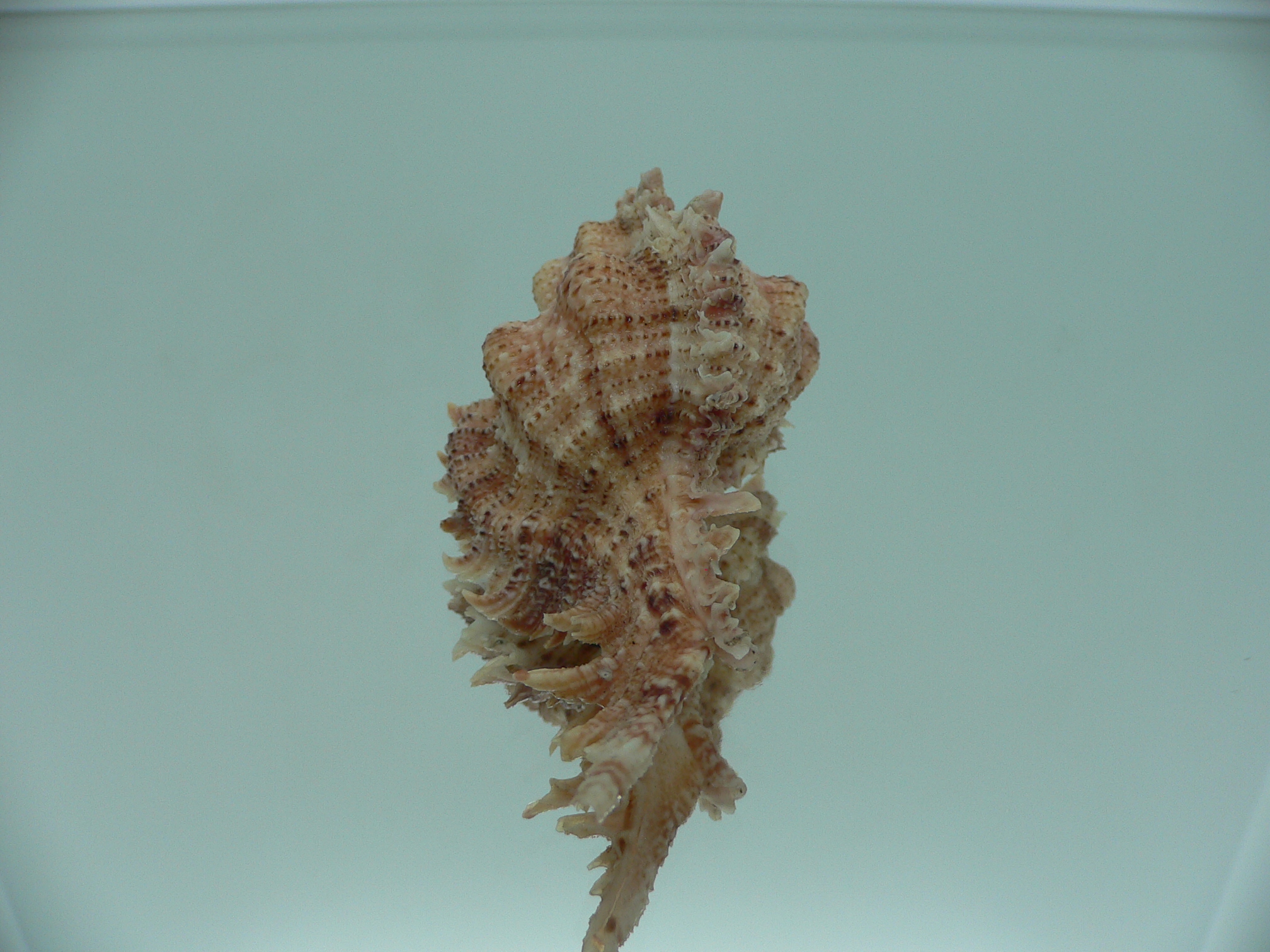 Chicomurex pseudosuperbus BIG & COLOR