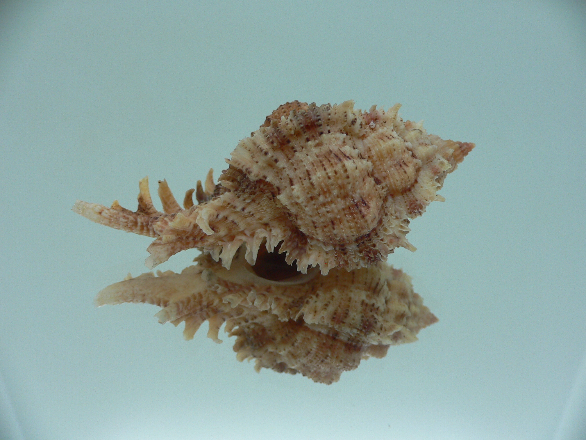 Chicomurex pseudosuperbus BIG & BICOLOR