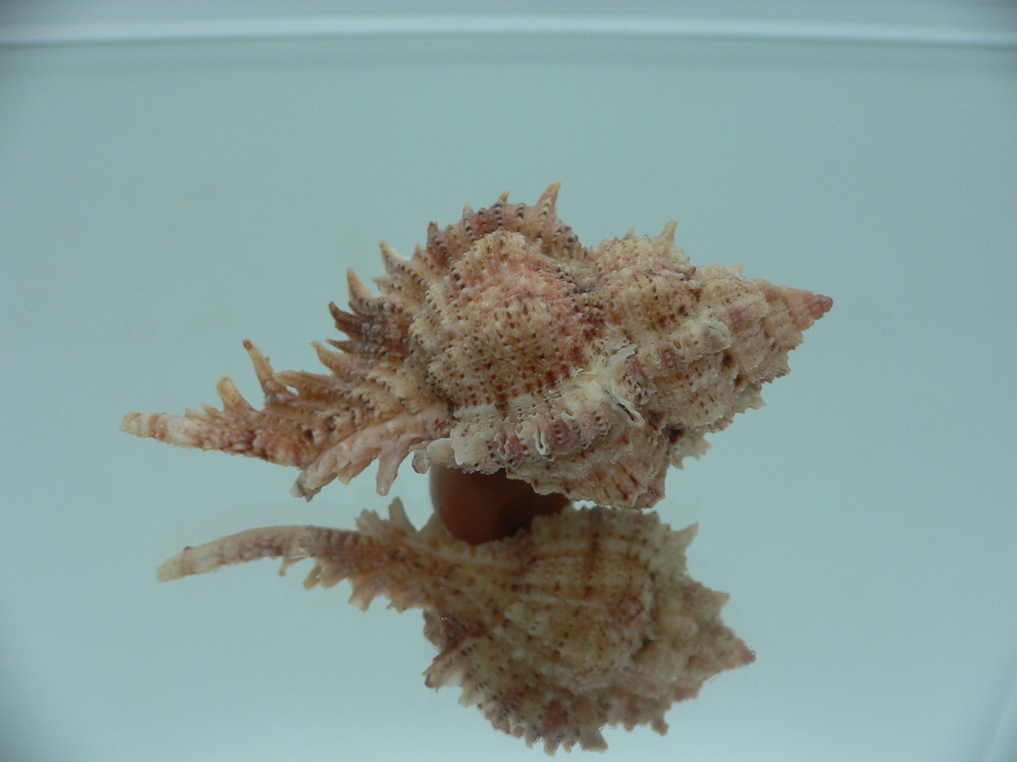 Chicomurex pseudosuperbus BIG & COLOR