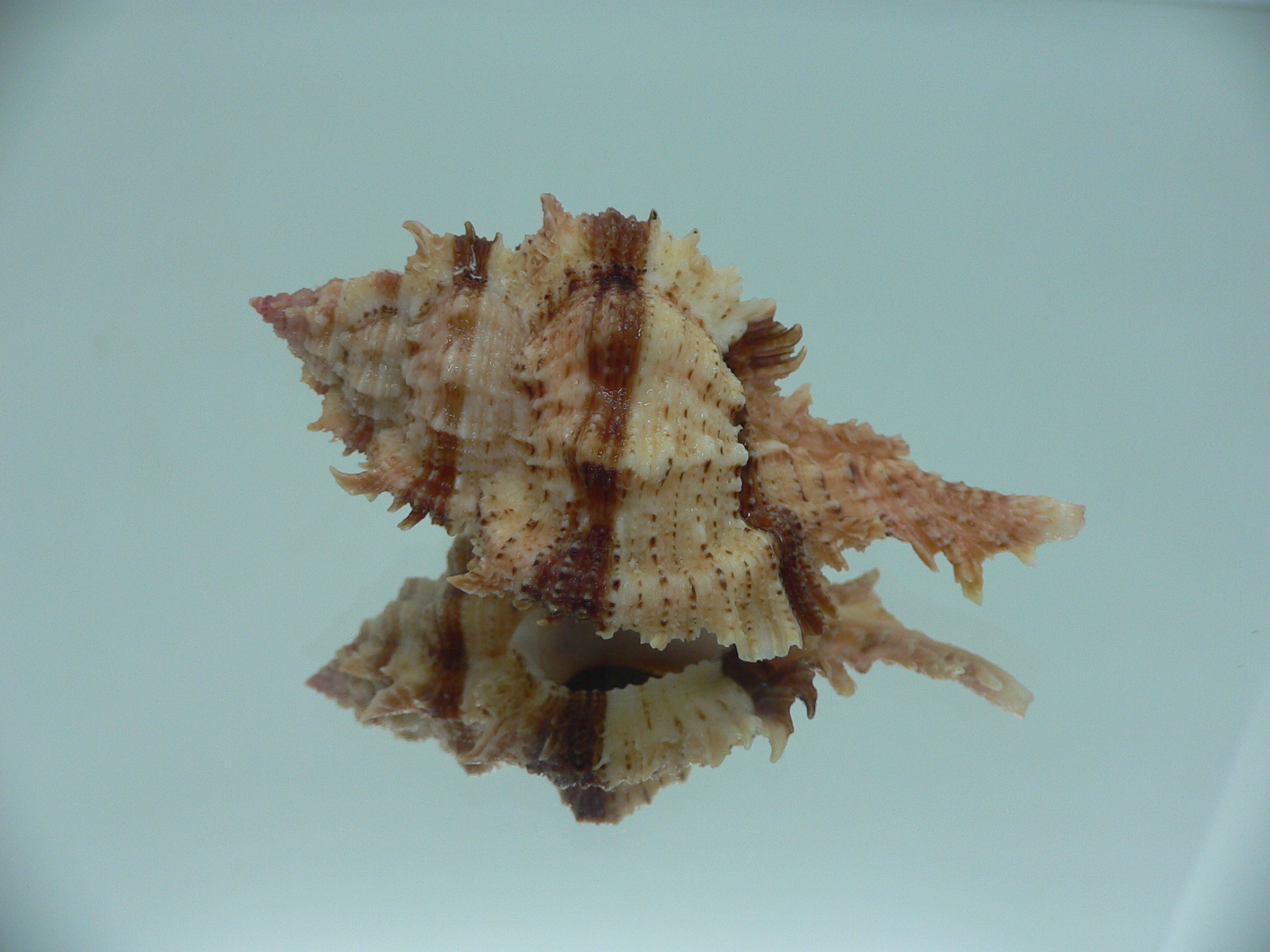 Chicomurex pseudosuperbus BIG & BICOLOR