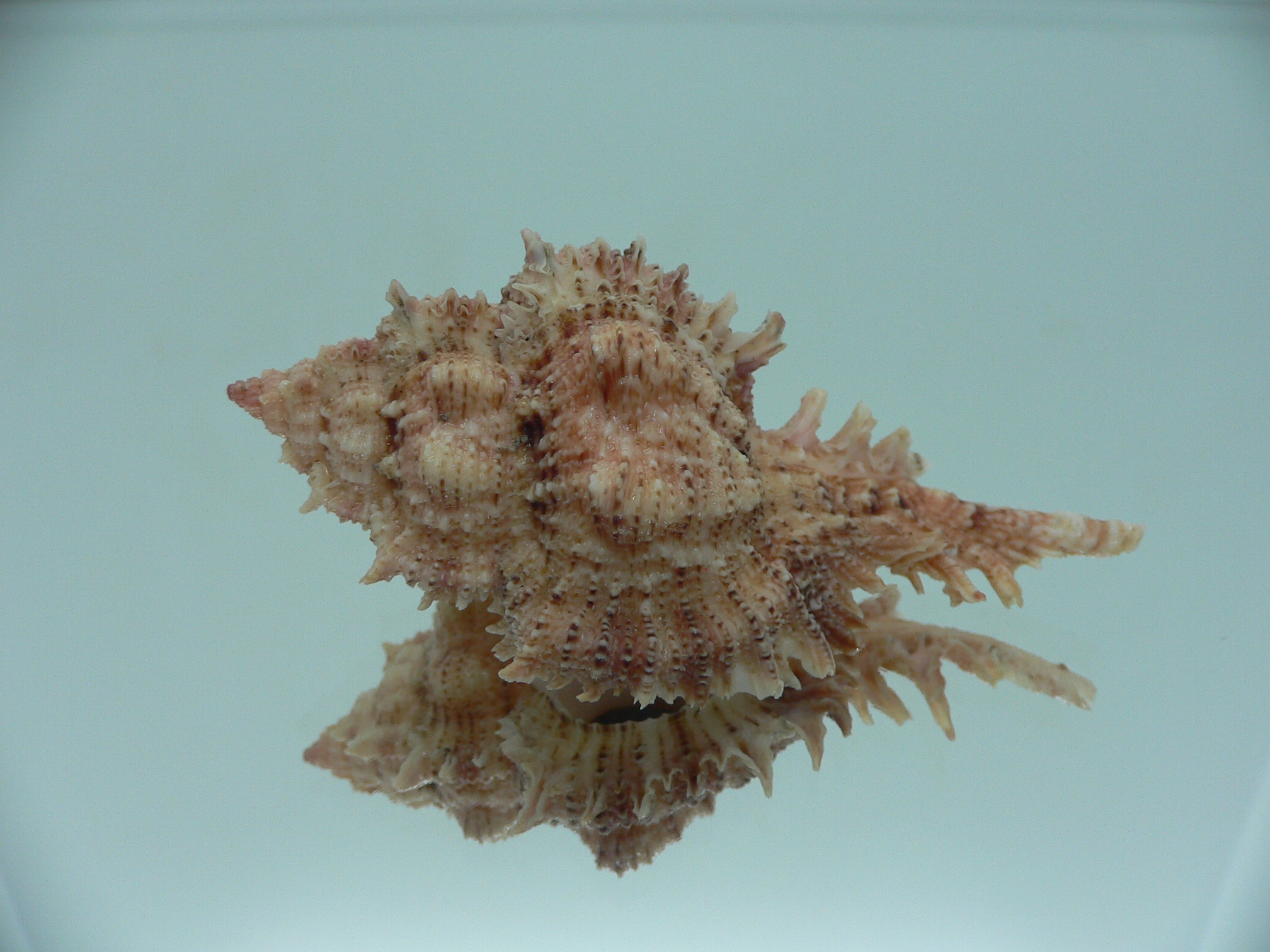 Chicomurex pseudosuperbus BIG & COLOR