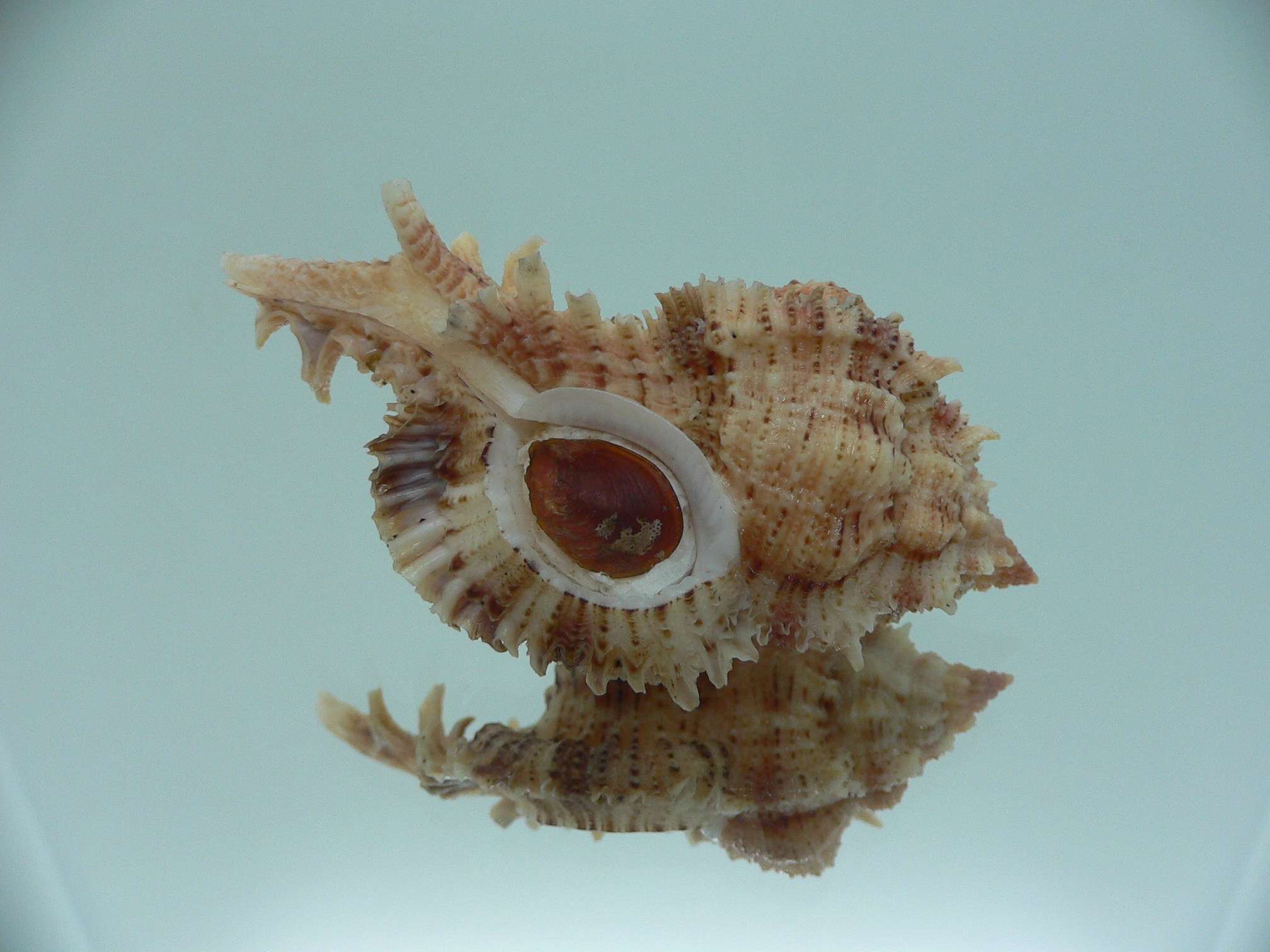 Chicomurex pseudosuperbus BIG & BICOLOR