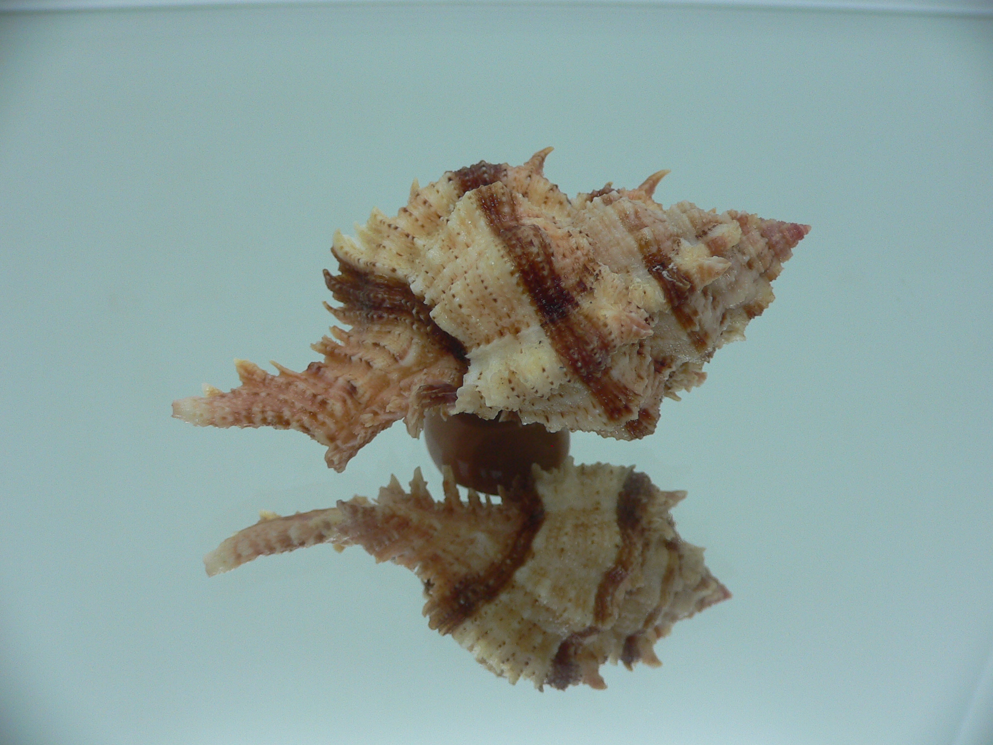 Chicomurex pseudosuperbus BIG & BICOLOR