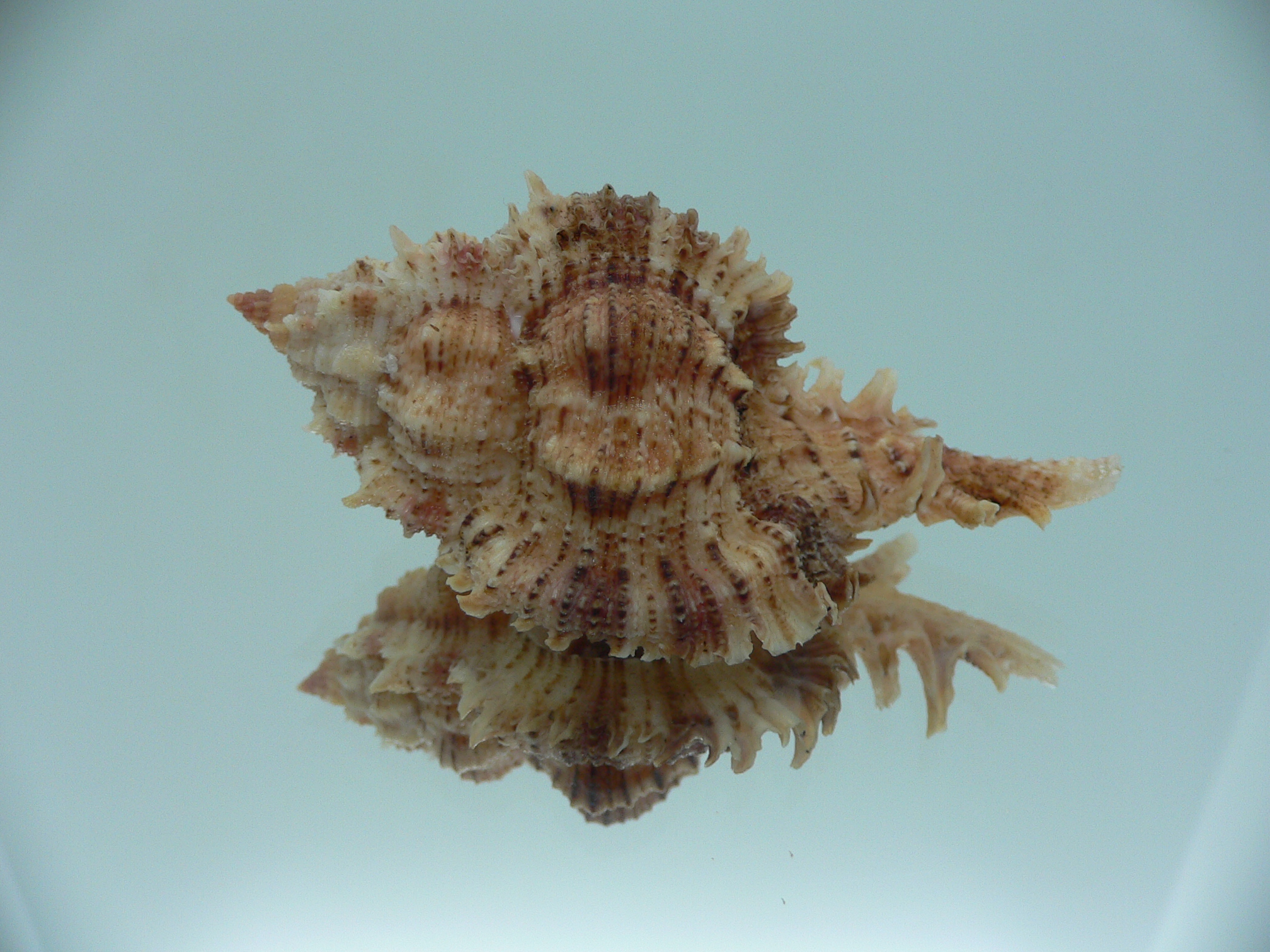 Chicomurex pseudosuperbus BIG & BICOLOR