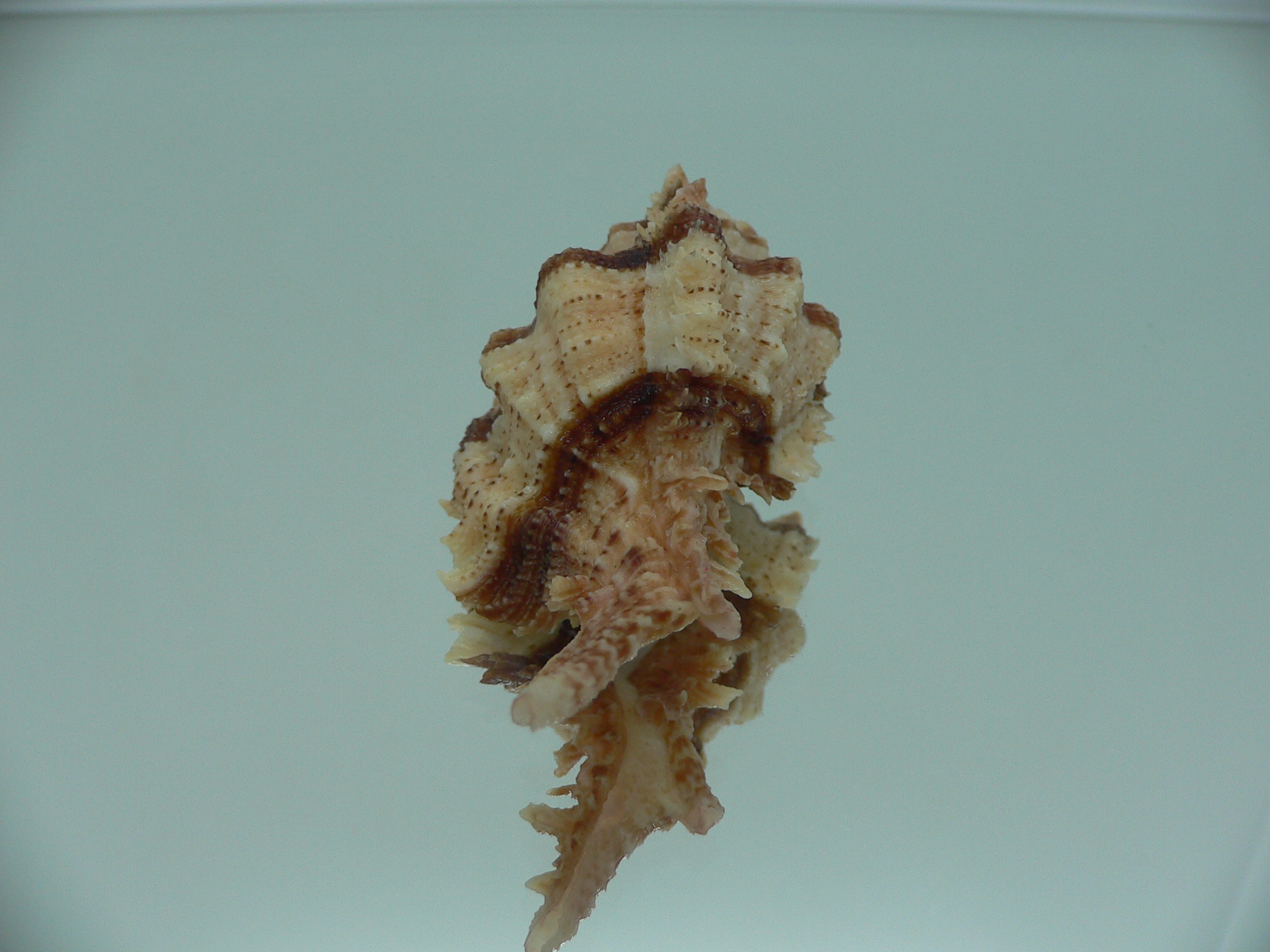 Chicomurex pseudosuperbus BIG & BICOLOR