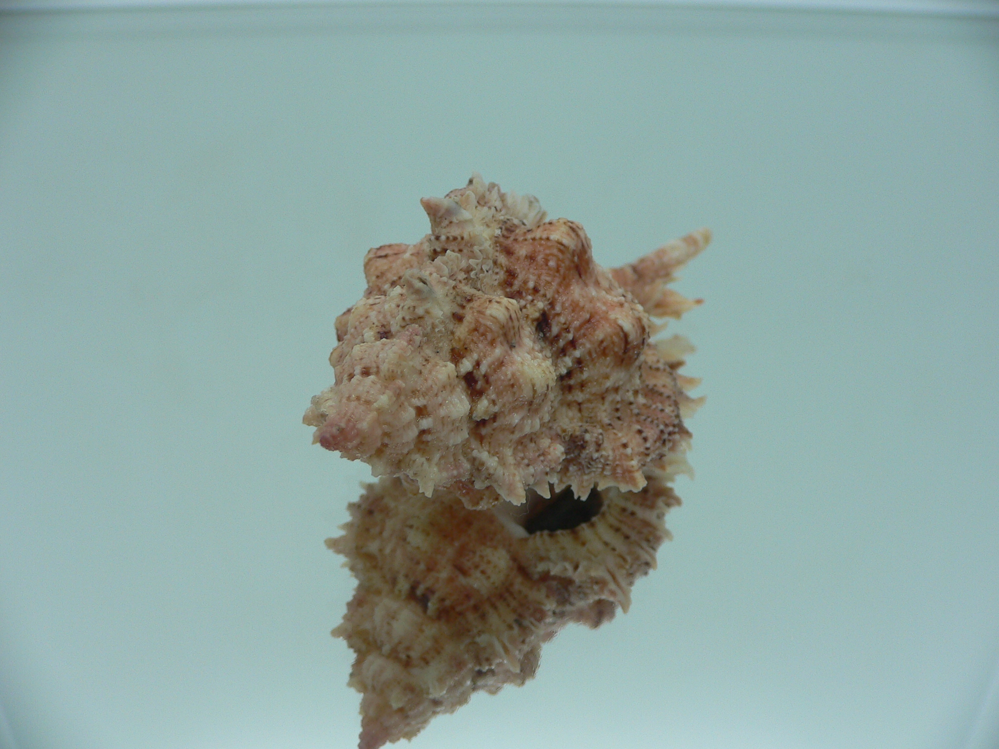 Chicomurex pseudosuperbus BIG & COLOR