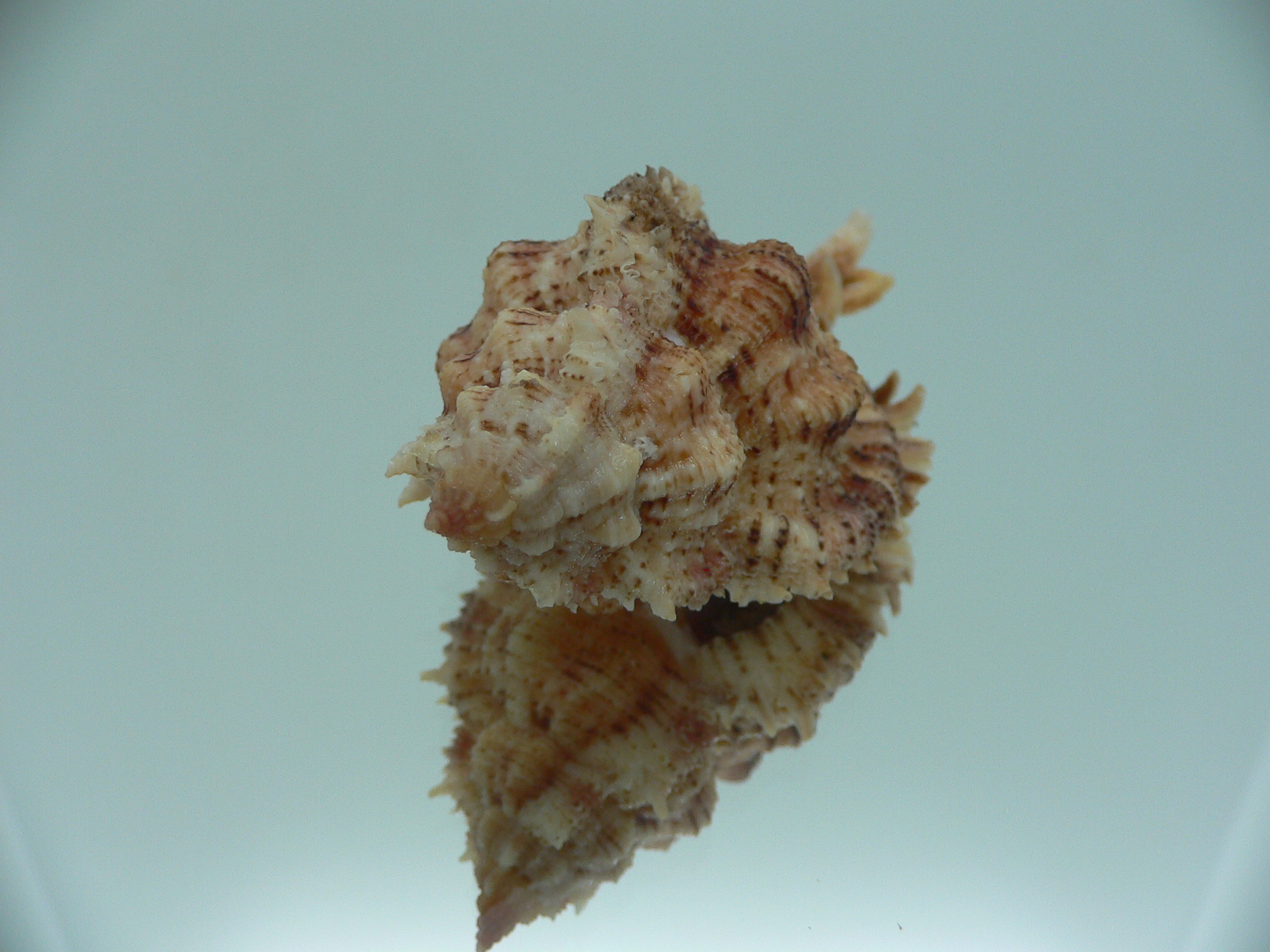 Chicomurex pseudosuperbus BIG & BICOLOR