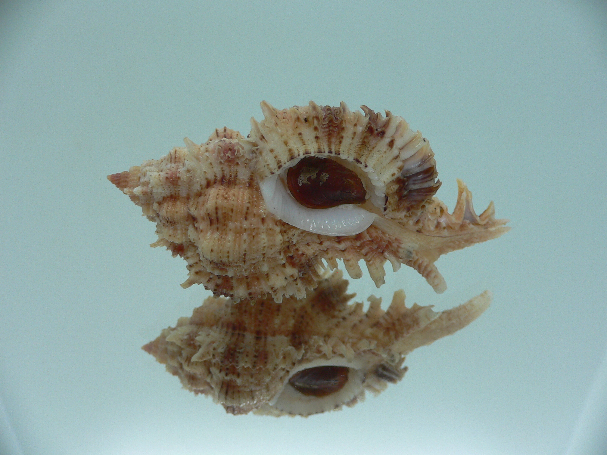 Chicomurex pseudosuperbus BIG & BICOLOR