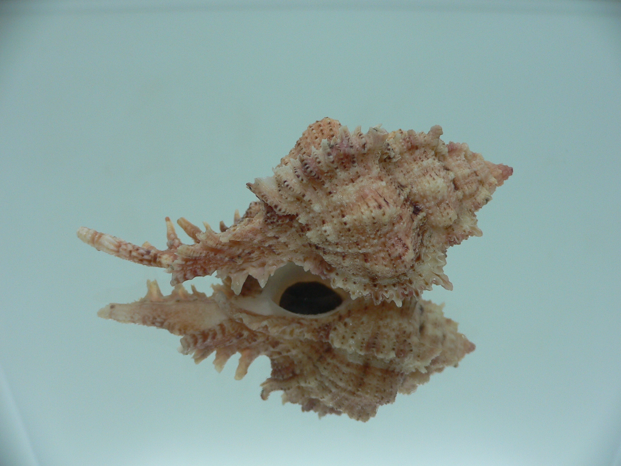 Chicomurex pseudosuperbus BIG & COLOR