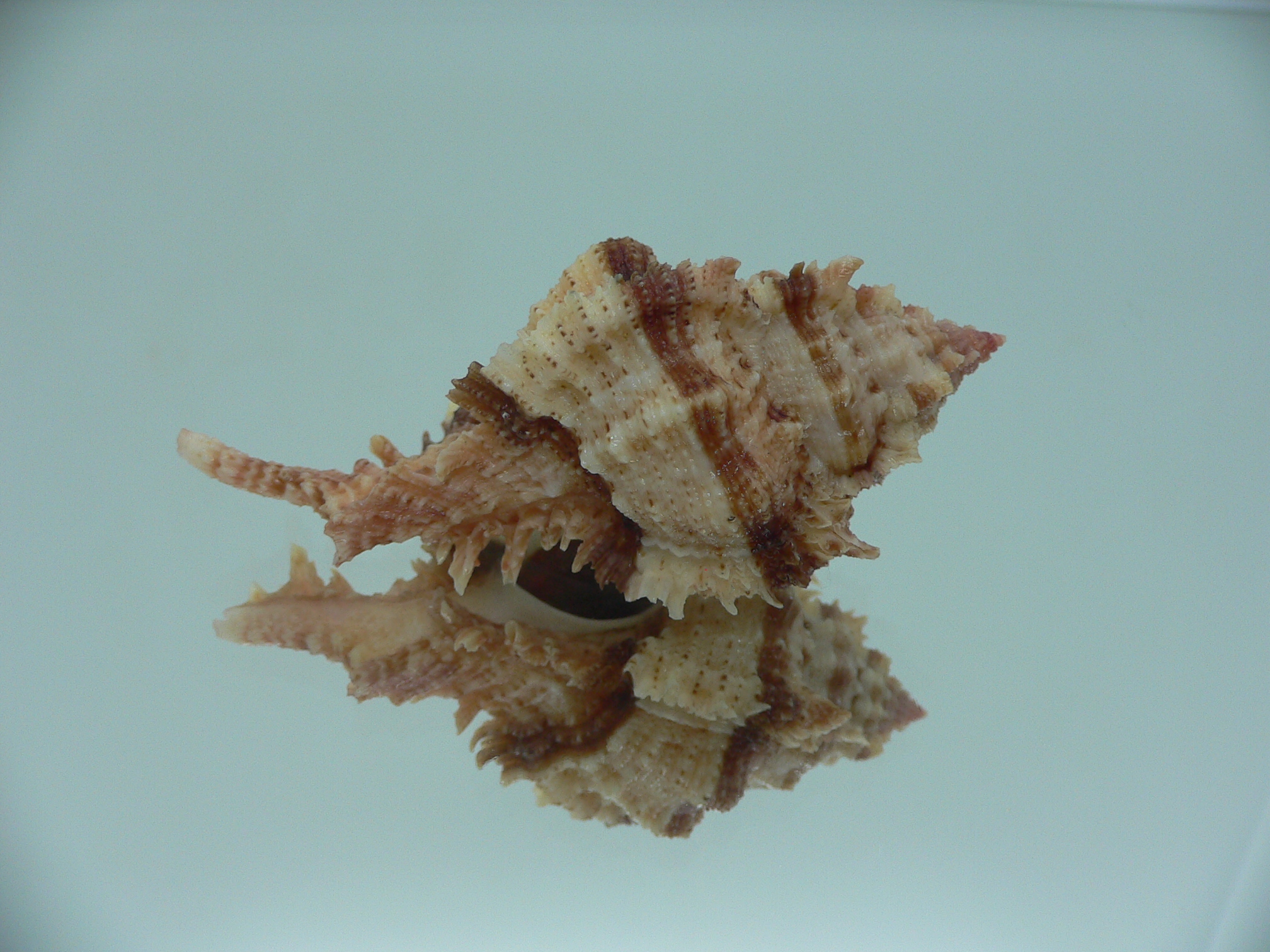 Chicomurex pseudosuperbus BIG & BICOLOR